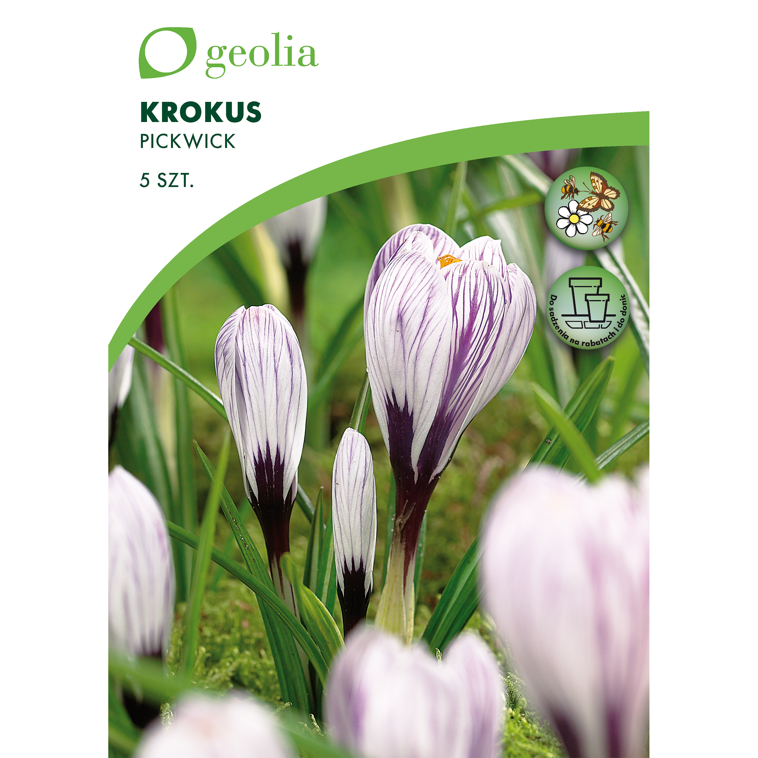 Krokus Pickweek 7/8 5szt. Cebulki kwiatów Geolia