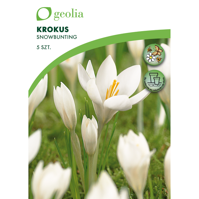 Krokus Snowbunting 5/7 5szt. Cebulki kwiatów Geolia