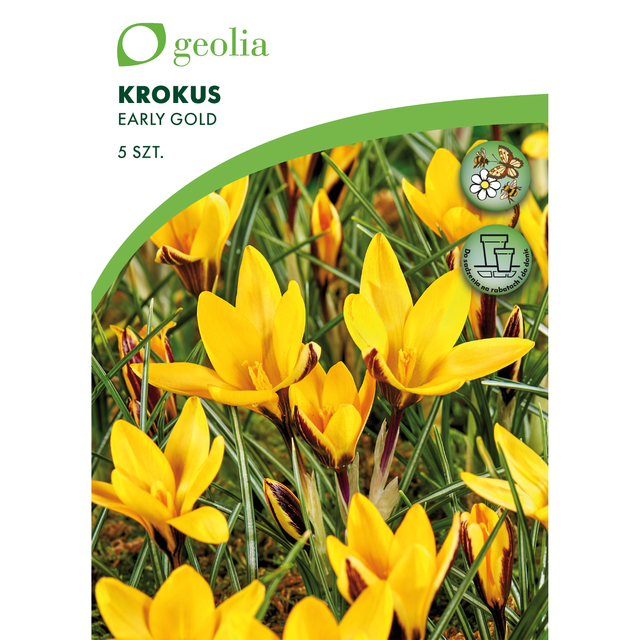Krokus Early Gold 5/7 5szt. Cebulki kwiatów Geolia