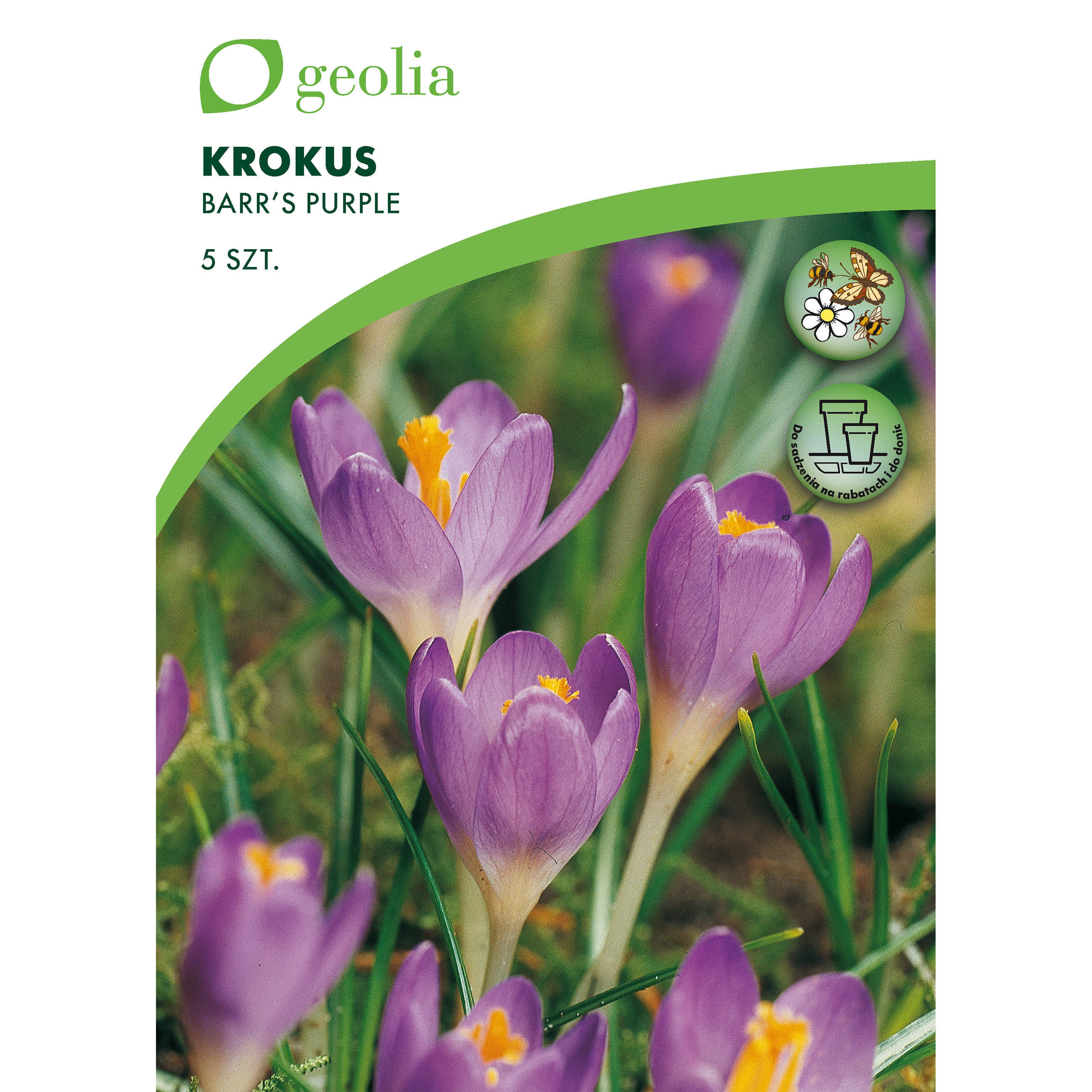 Krokus Barr's Purple 6/+ 5szt. cebulki kwiatów Geolia