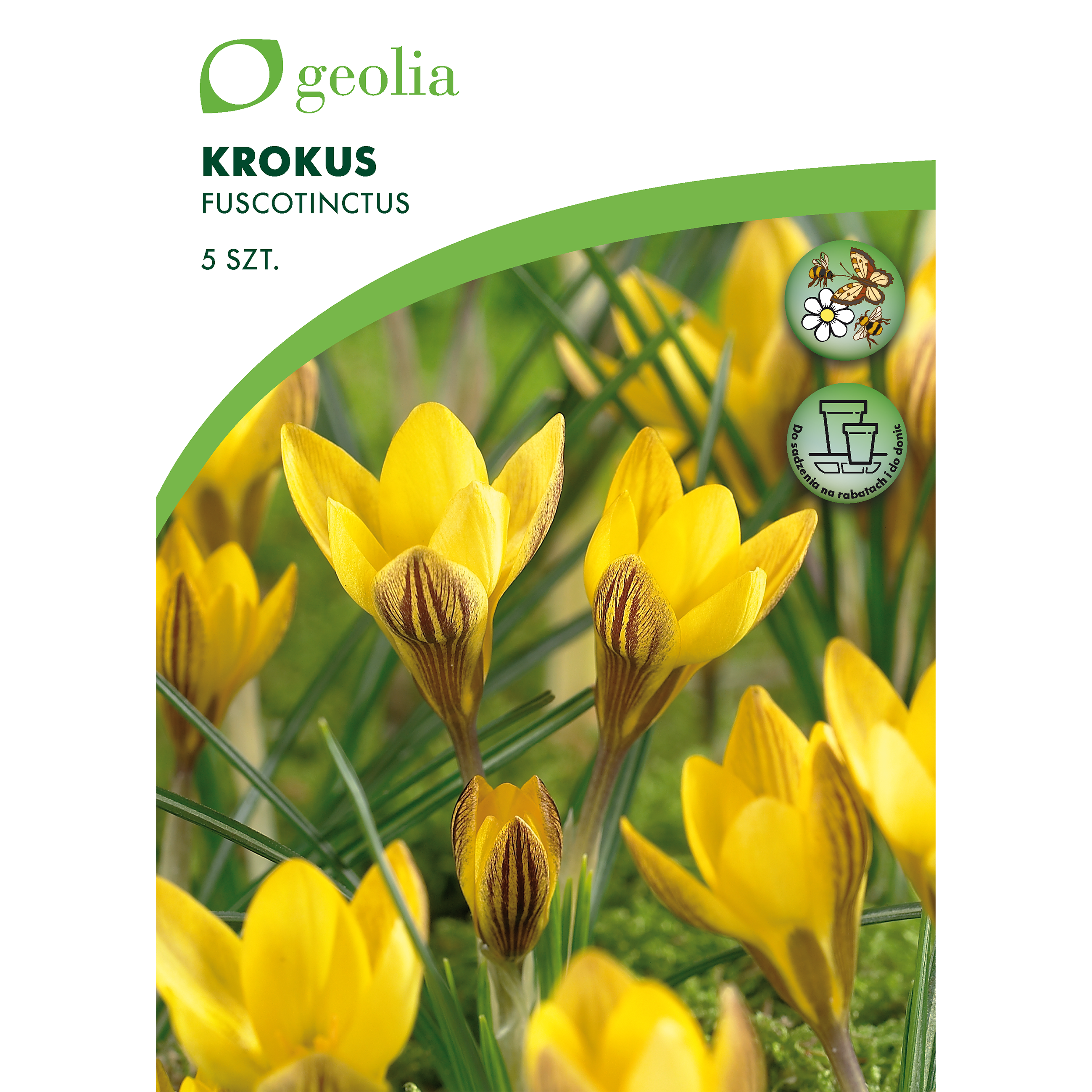 Krokus Fuscotinctus 5/7 5szt. Cebulki kwiatów Geolia