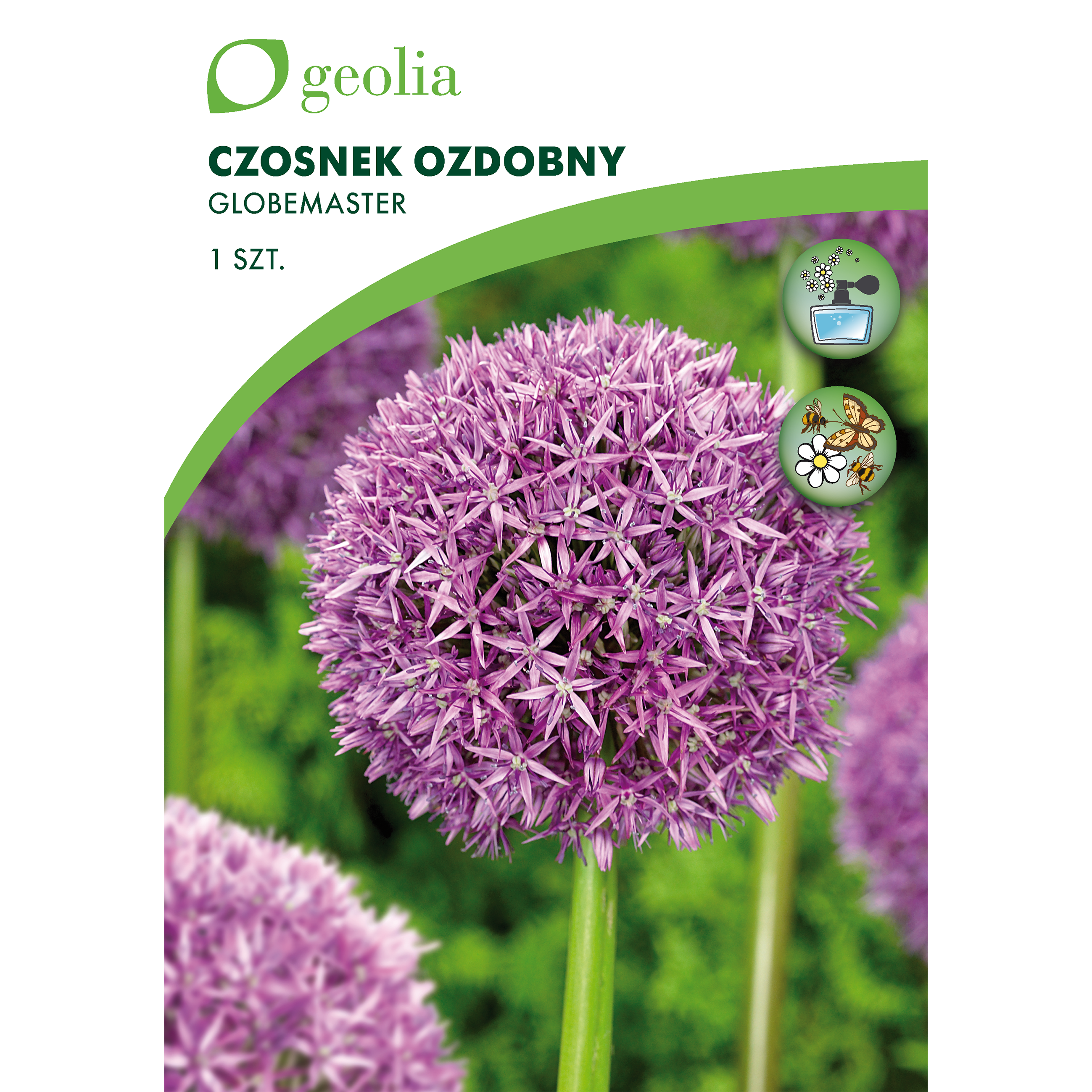 Czosnek Globemaster 18/+ 1szt. Cebulki kwiatów Geolia