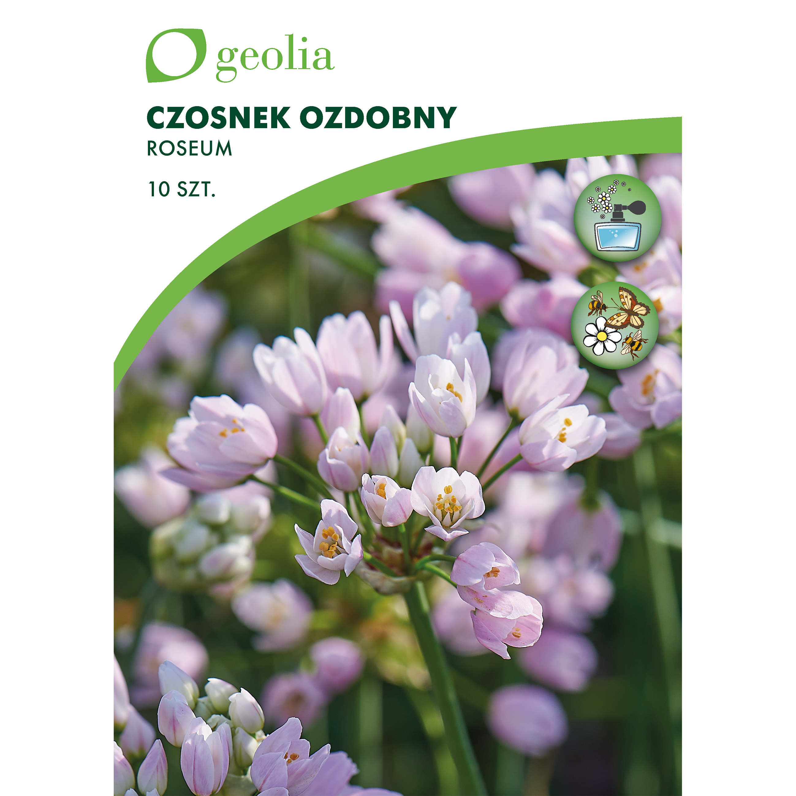 Czosnek ozdobny Roseum