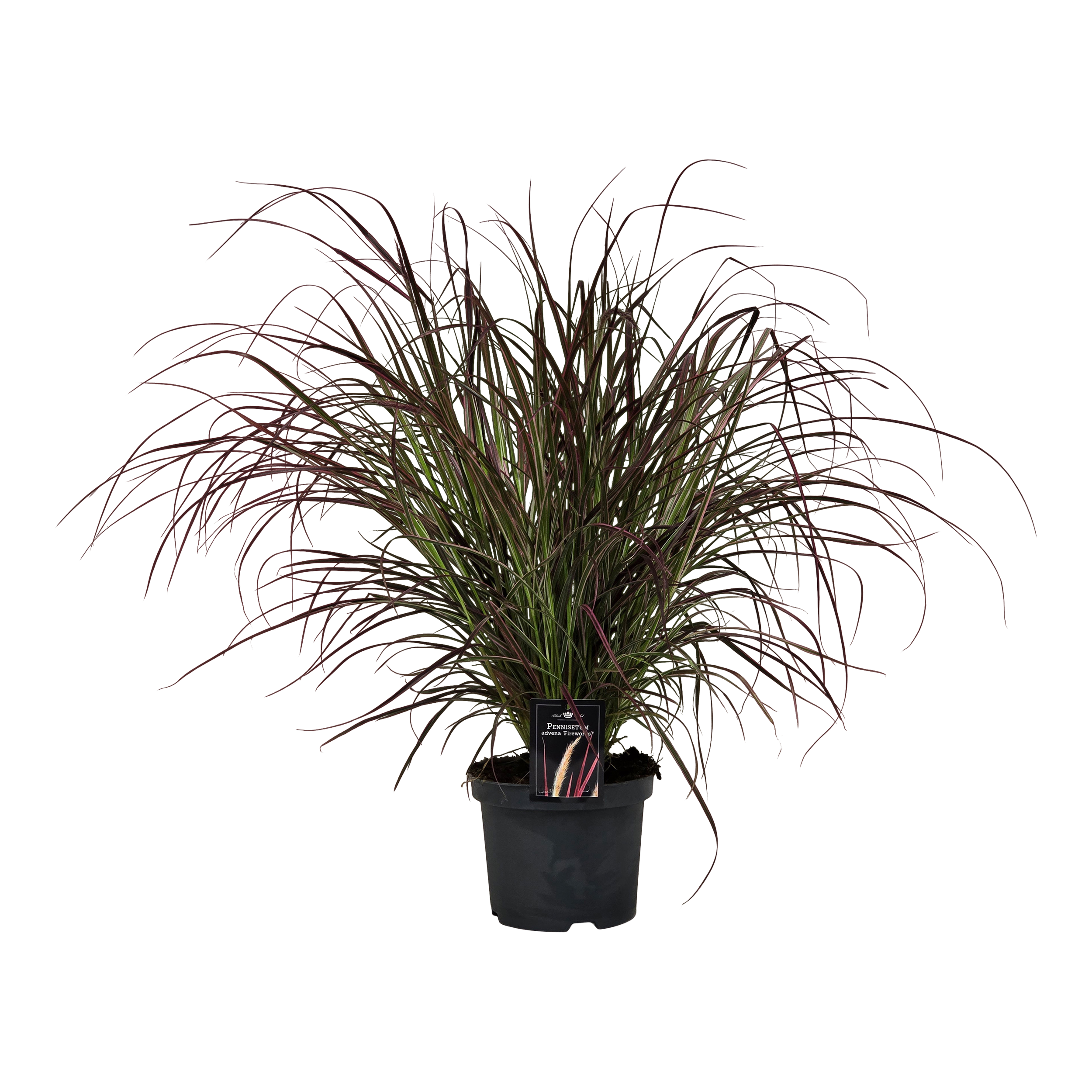 Rozlepnica Fire Works 70 cm