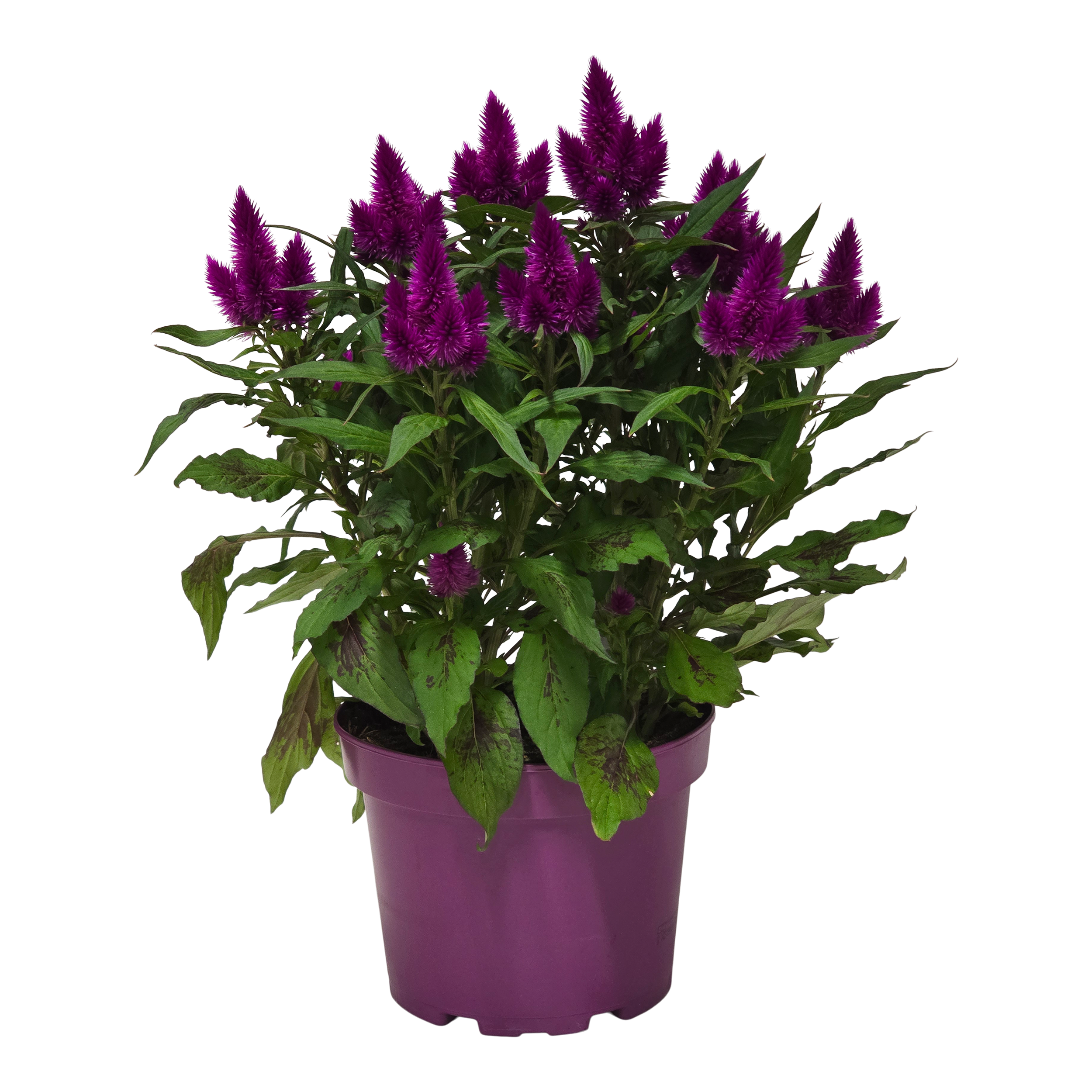 Celozja Deep Purple 50 cm