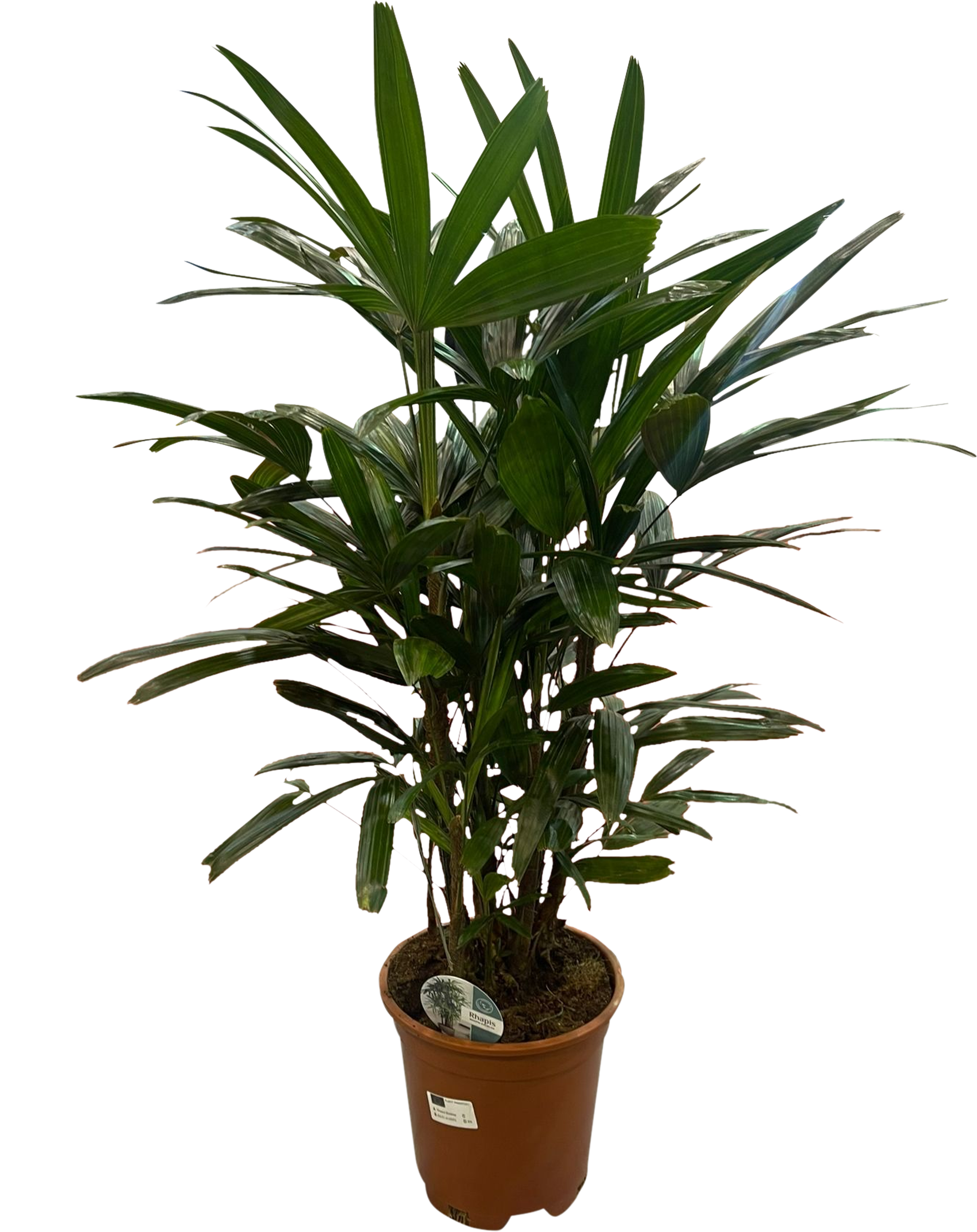 Palma Rapis Excelsa 90-110 cm