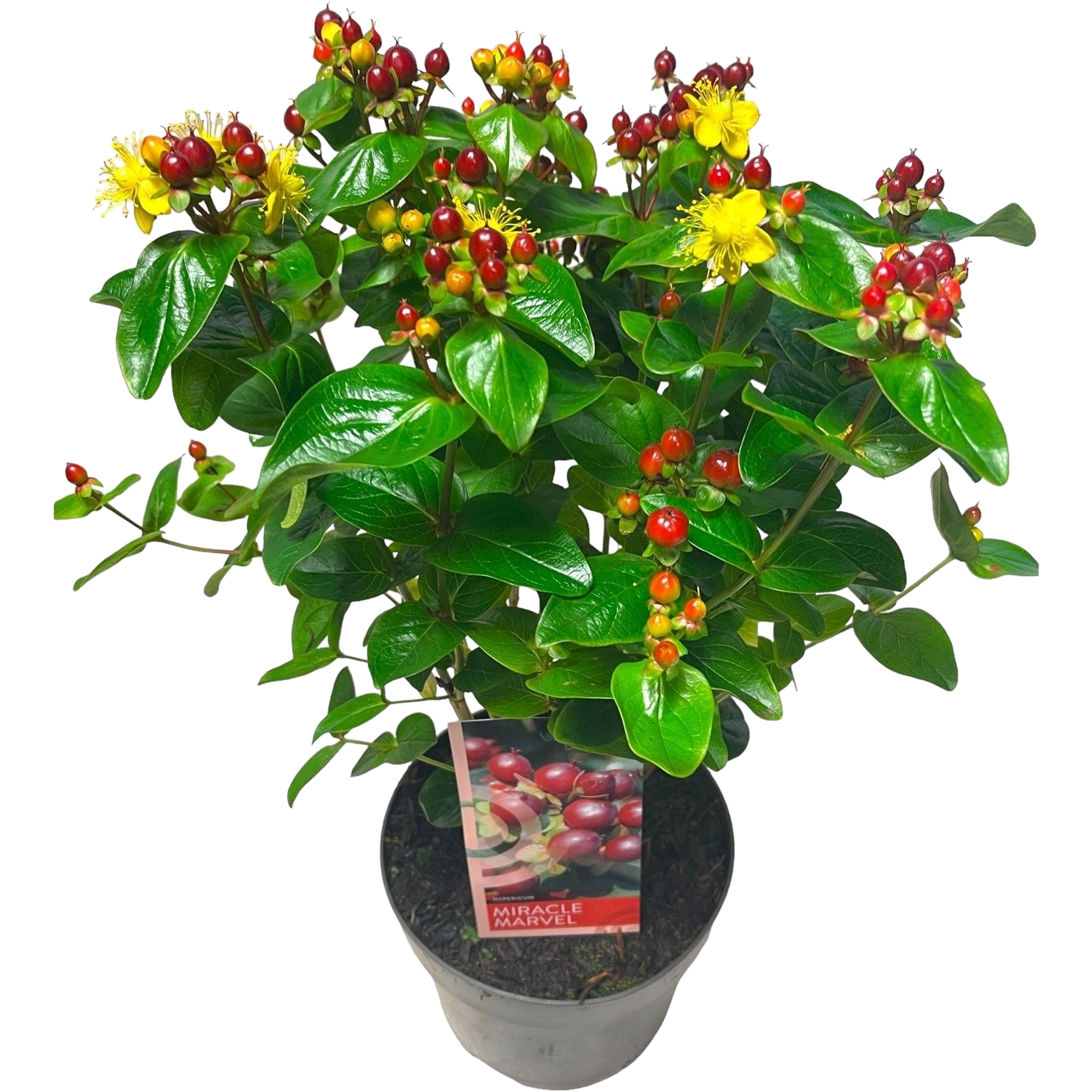 Dziurawiec Miracle 30-40 cm