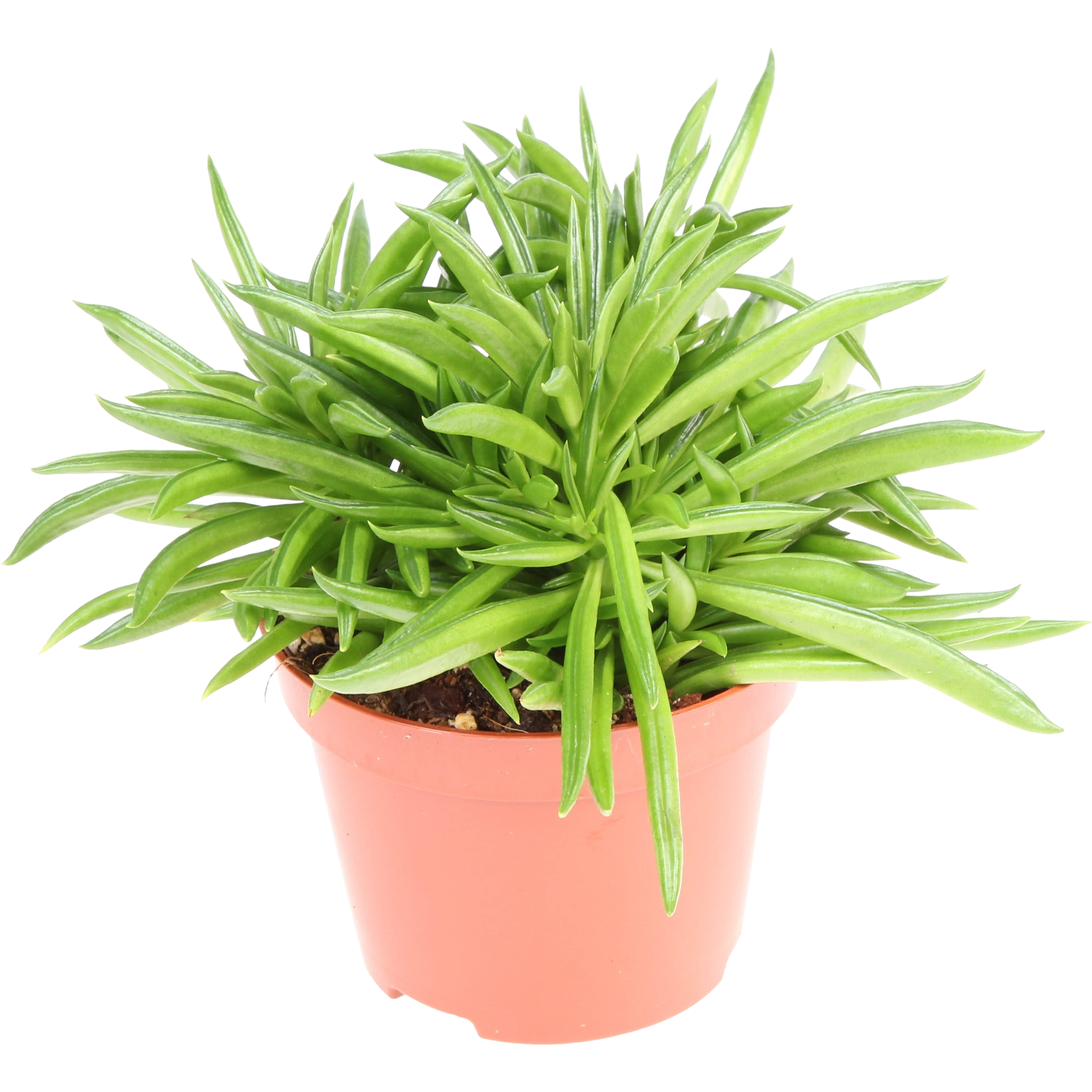 Peperomia Happy Bean 15 cm