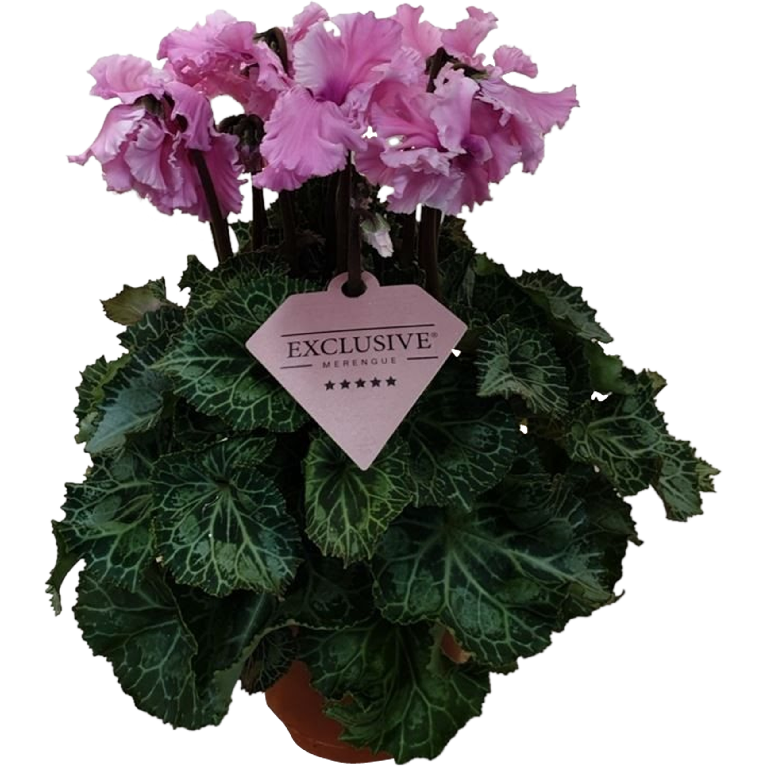 Cyklamen Merengue 25 cm