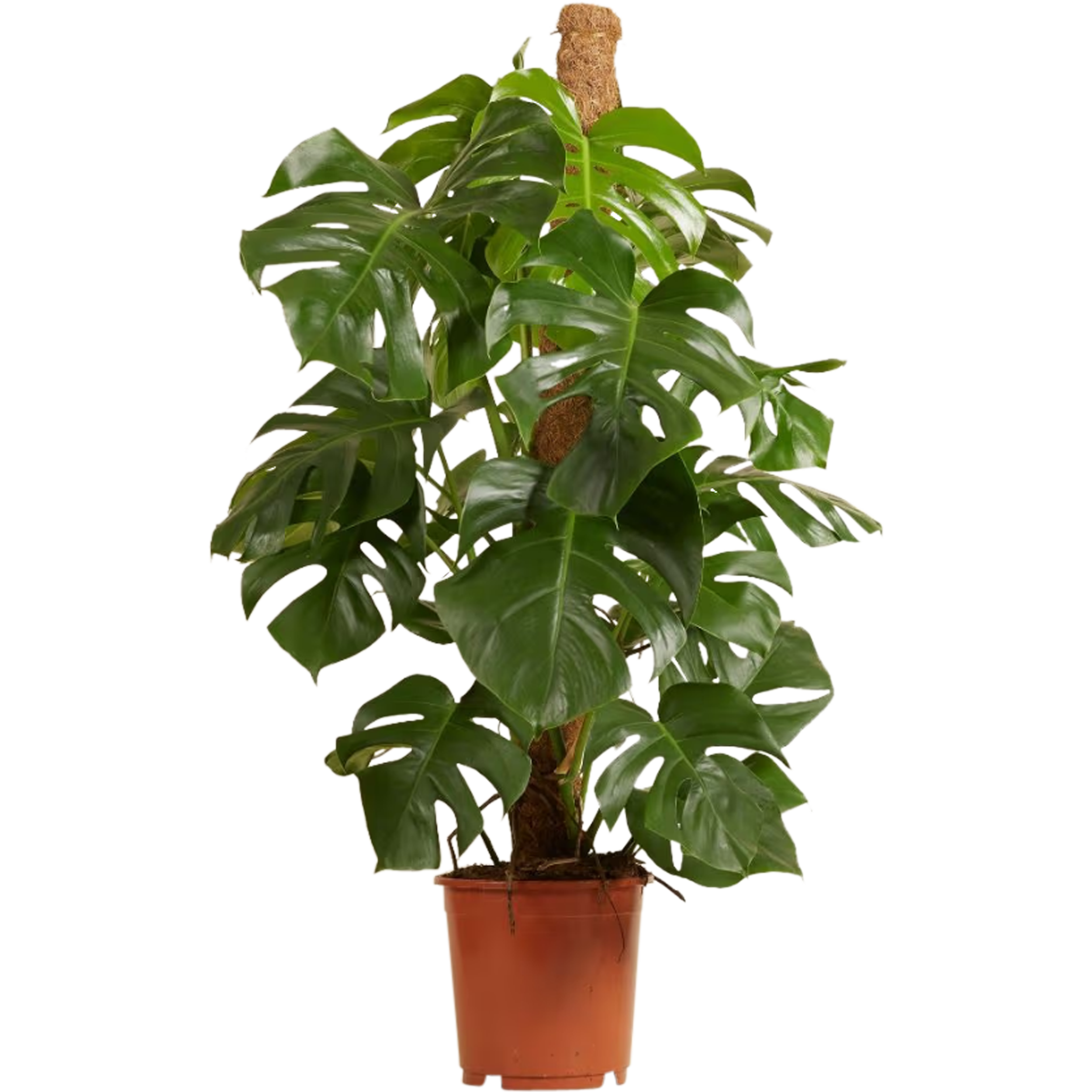 Monstera Deliciosa 100-120 cm