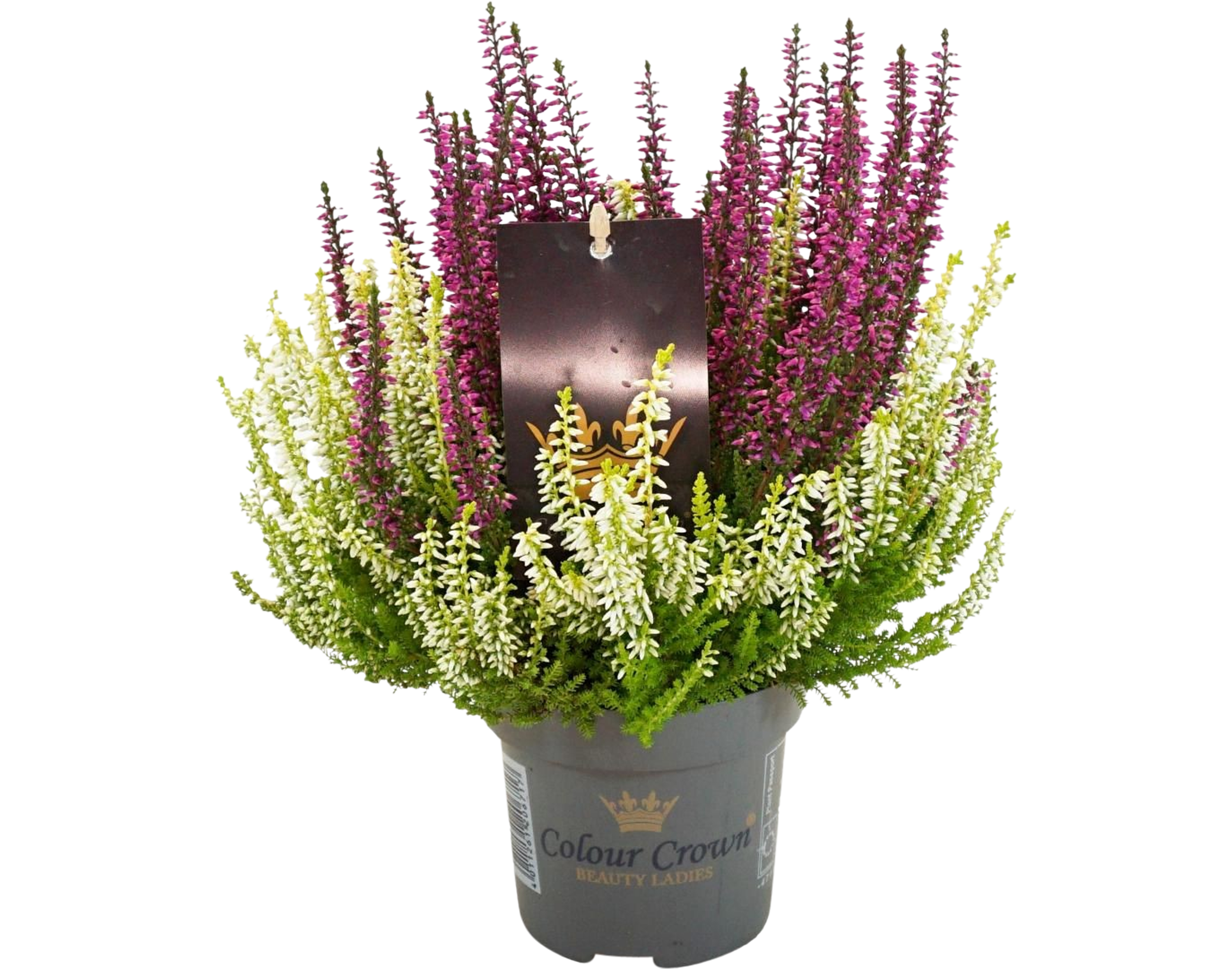 Wrzos Beauty-Ladies Colour Crown 20-25 cm