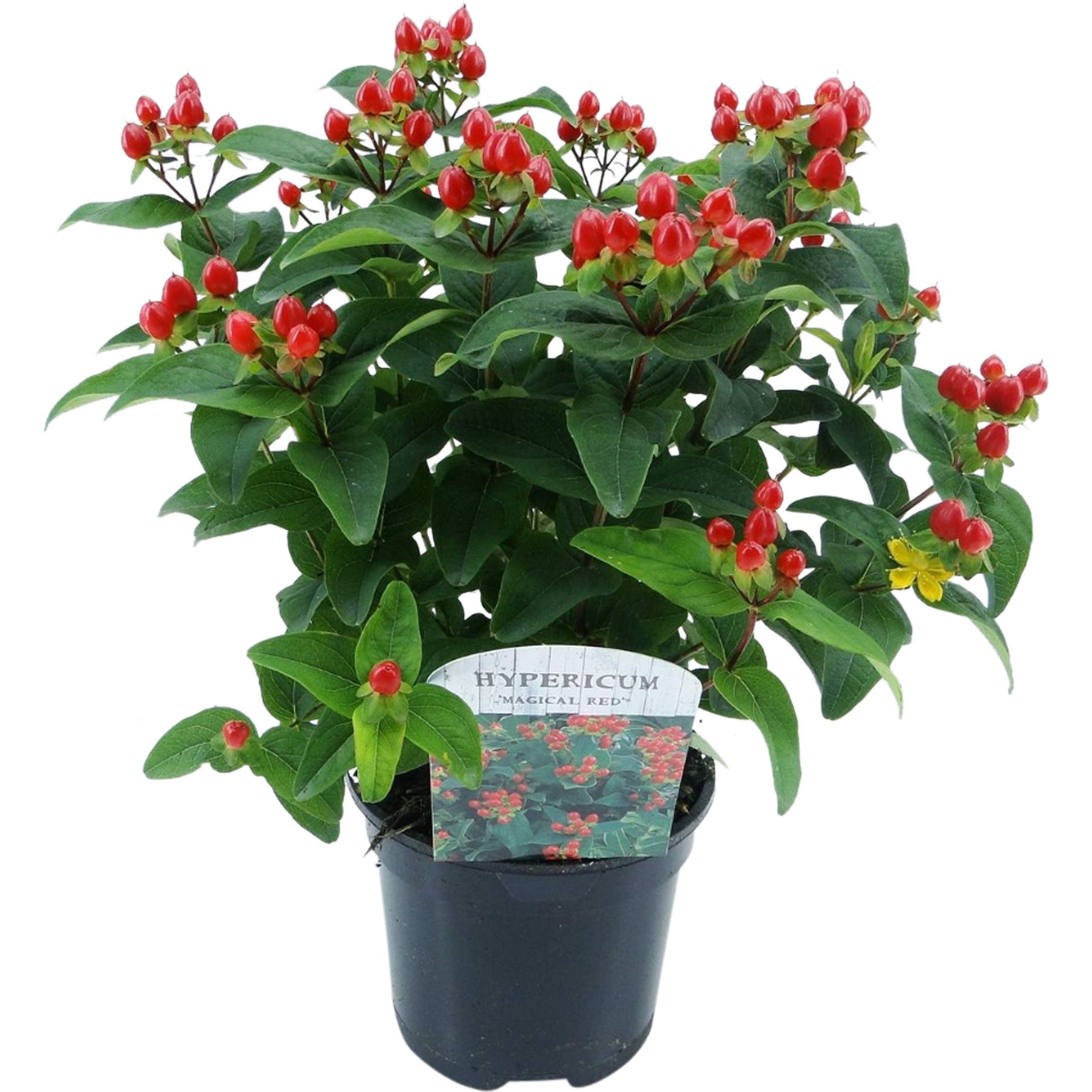 Dziurawiec Bezwonny Magical 65 cm