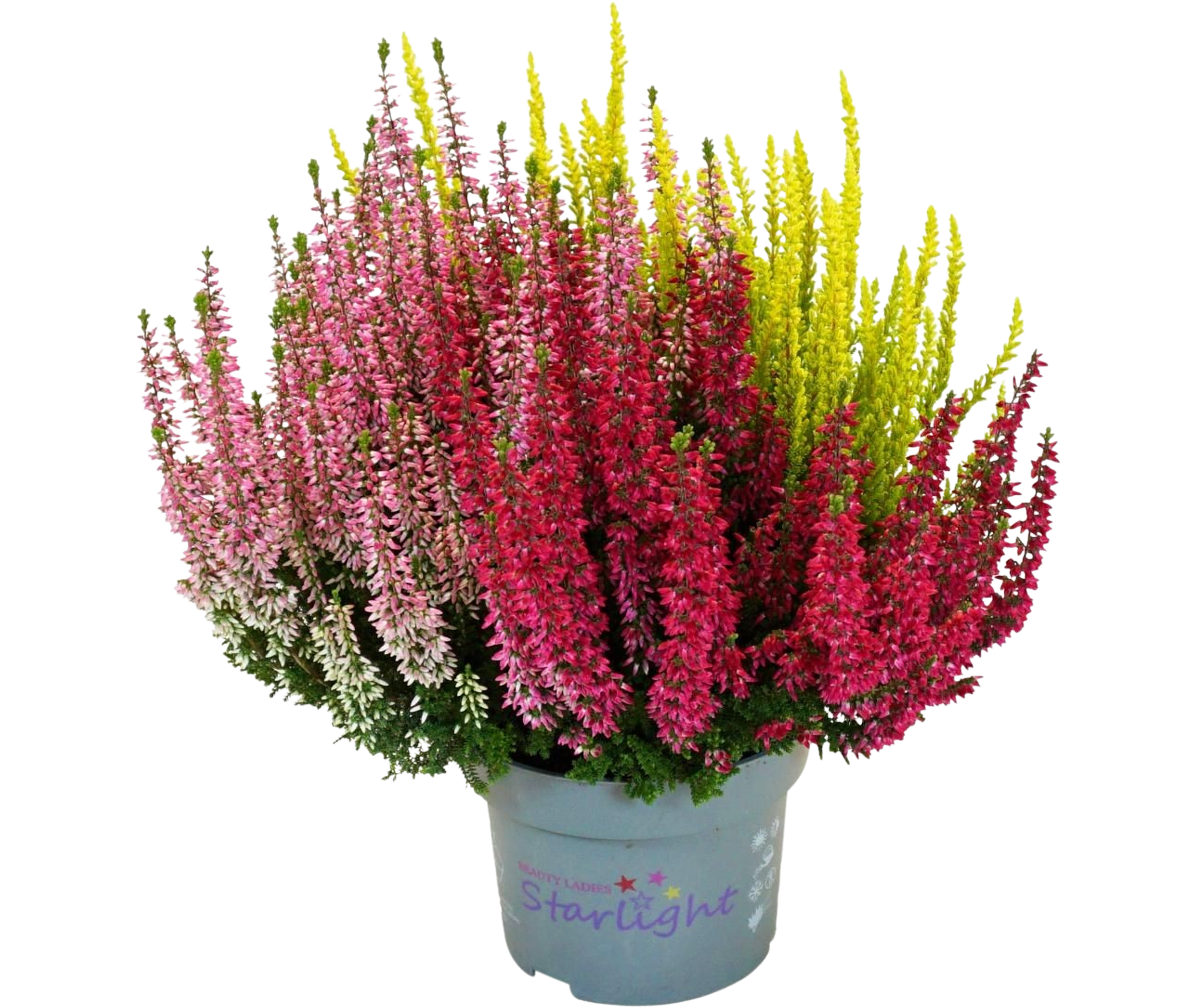 Wrzos Beauty-Ladies 25-30 cm