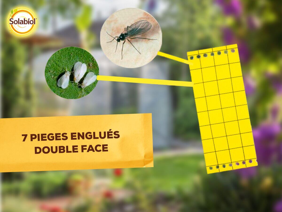 Piège à moucherons, Sopijaune SOLABIOL - 3