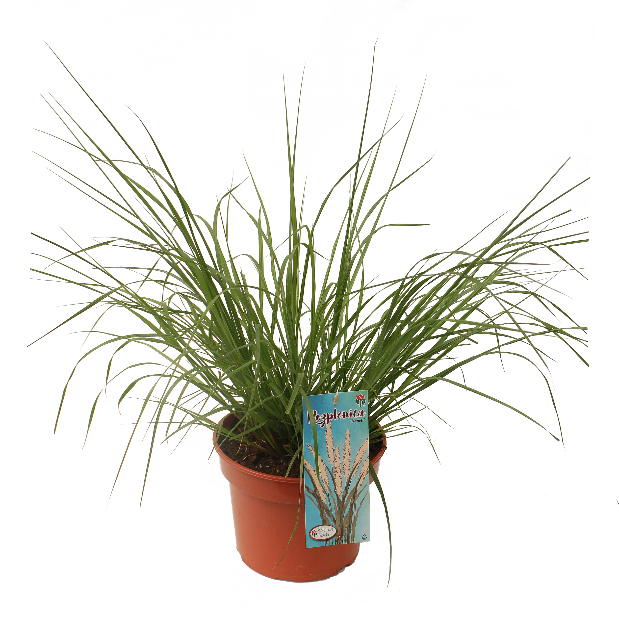 Trawa ozdobna mix 40 cm