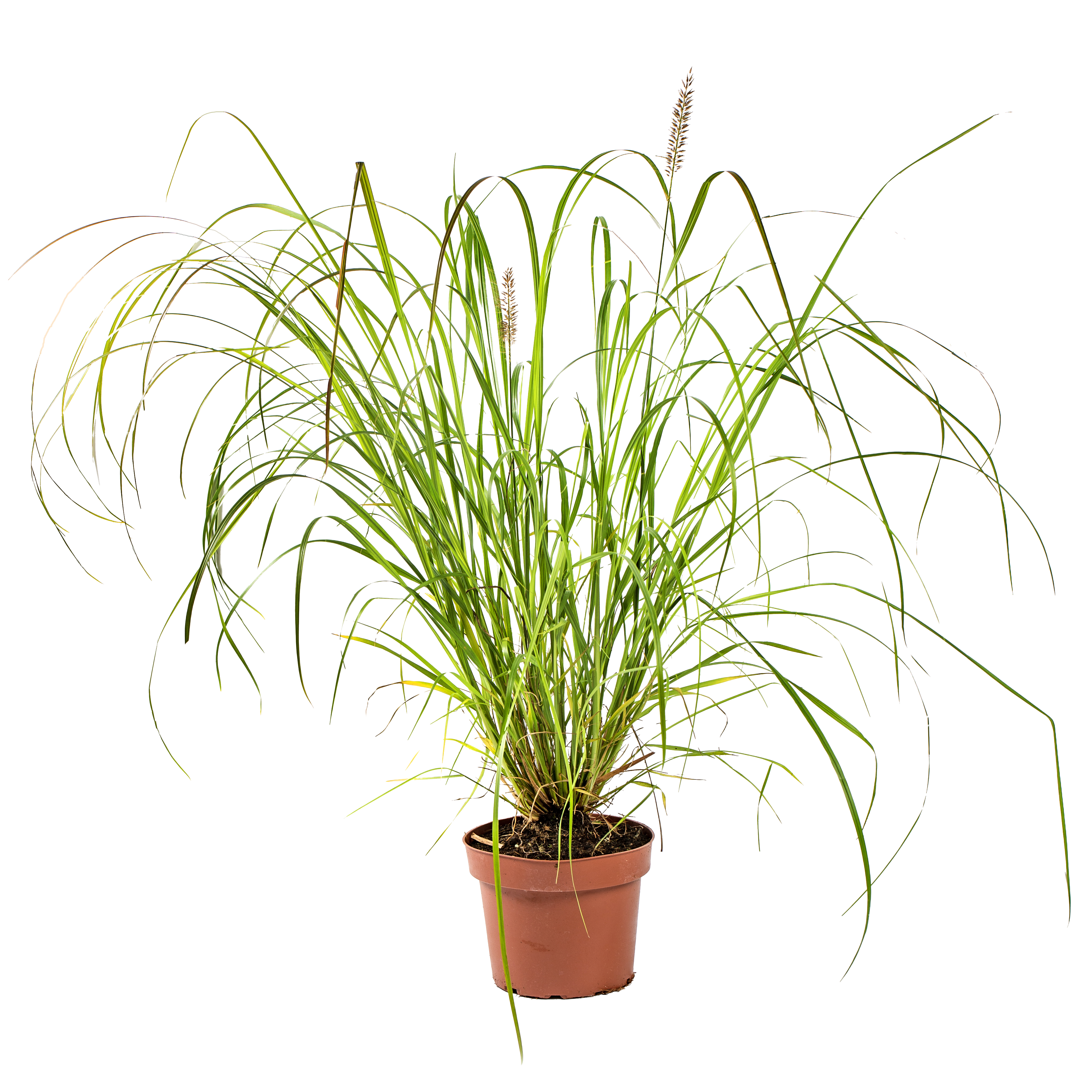 Trawa ozdobna mix 30 cm