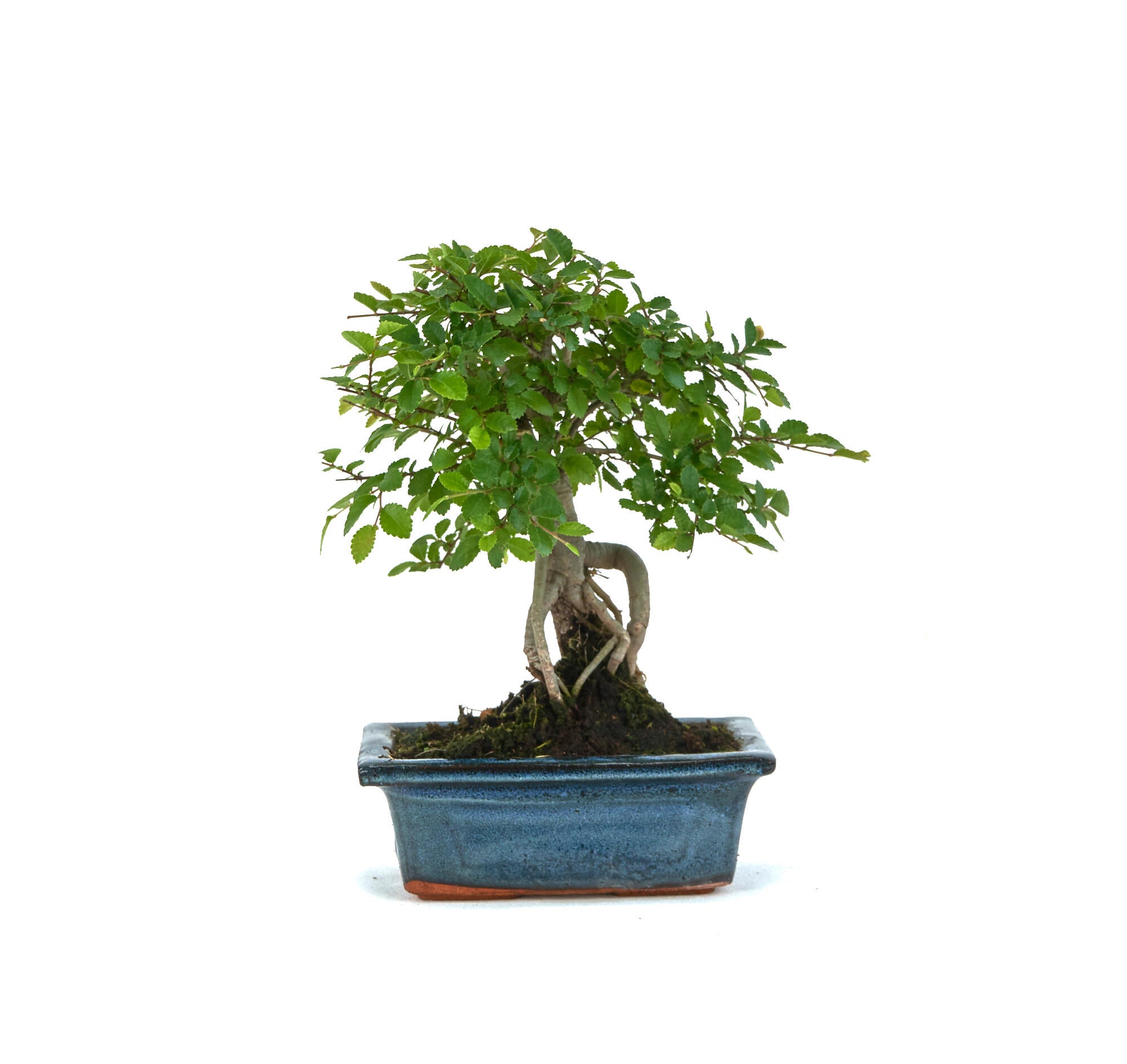 Bonsai Zelkova en maceta de 15 cm | Leroy Merlin