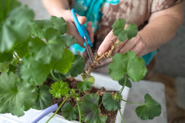Przycinanie uschniętej łodygi pelargonii.
