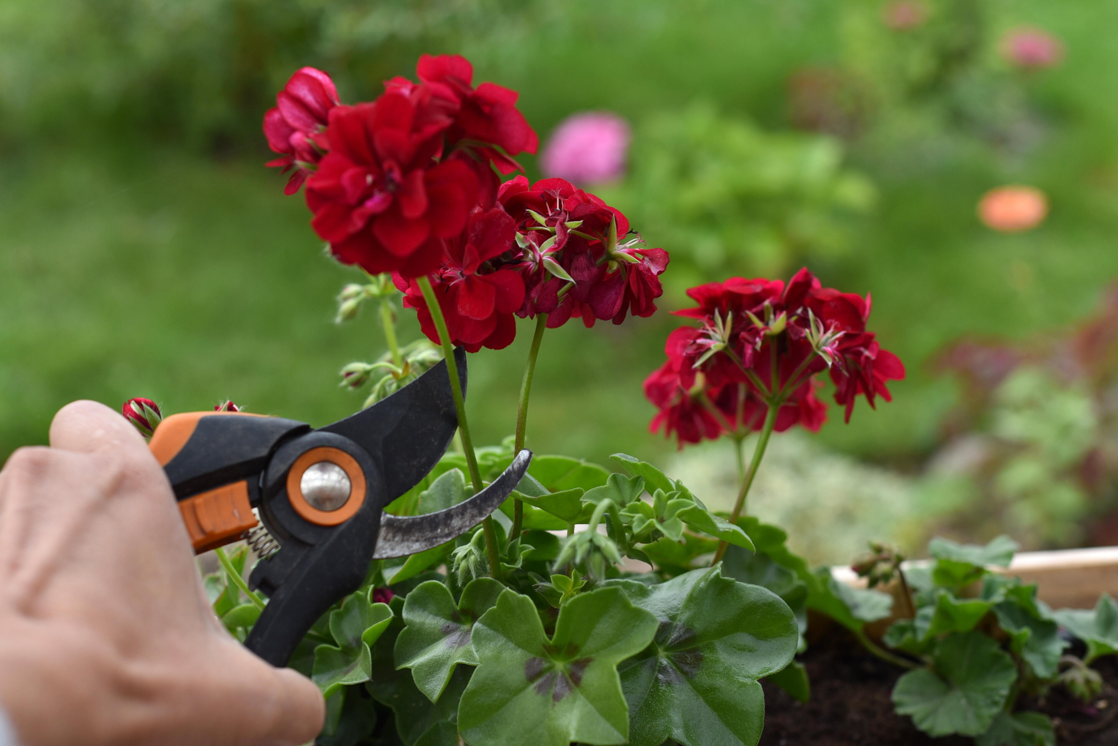 Przycinanie czerwonych pelargonii sekatorem.