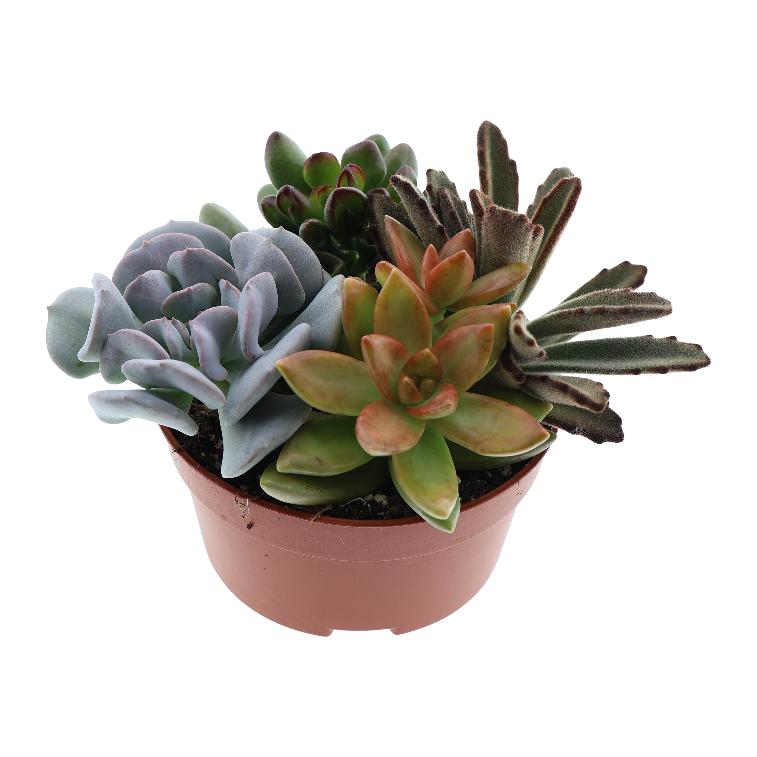 Sukulenty Trio 15 cm P12 RET