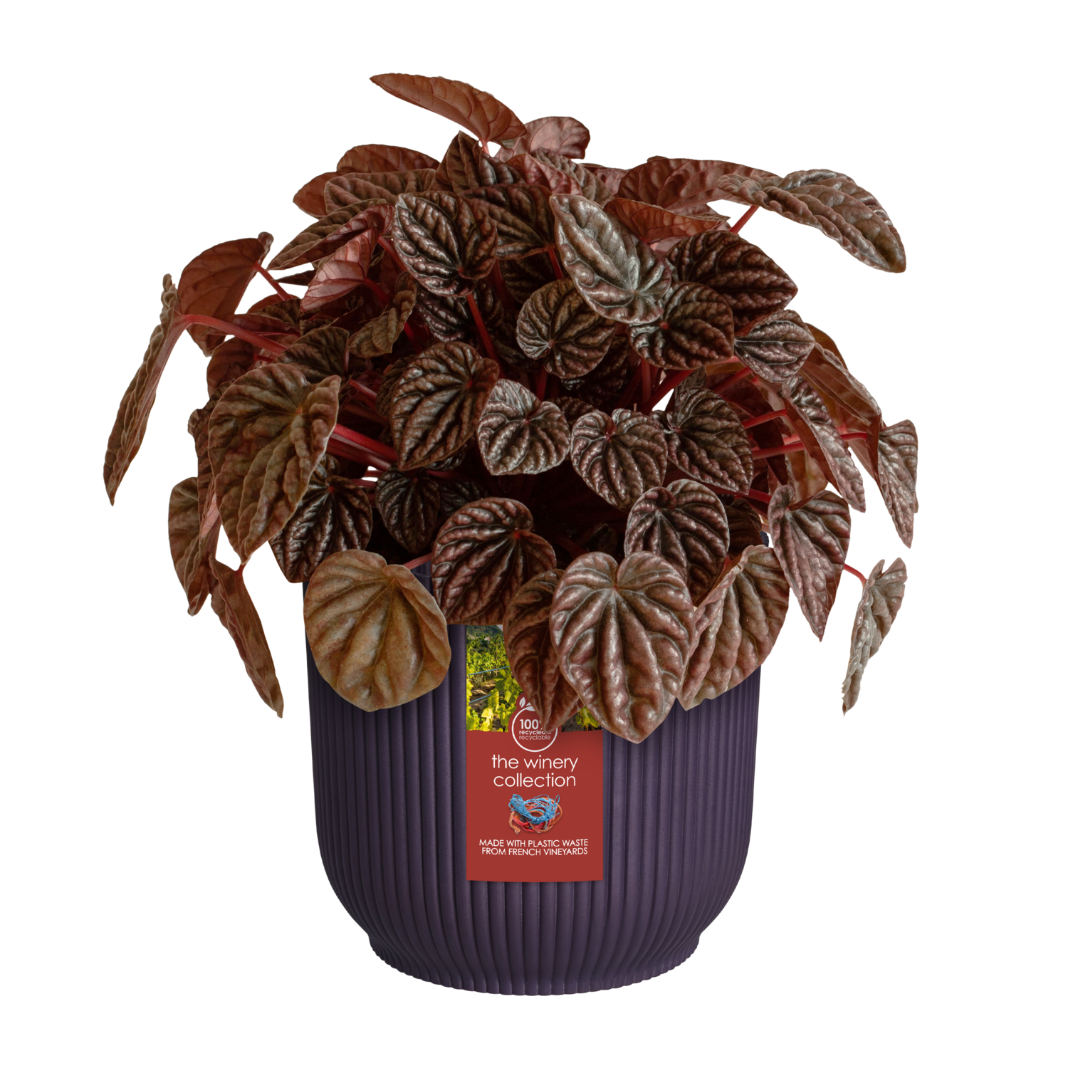 Cache-pot polypropylène ELHO 2511301426700 Diam.14 L.14 x l.14.1 x H.12.9 cm vio - 4