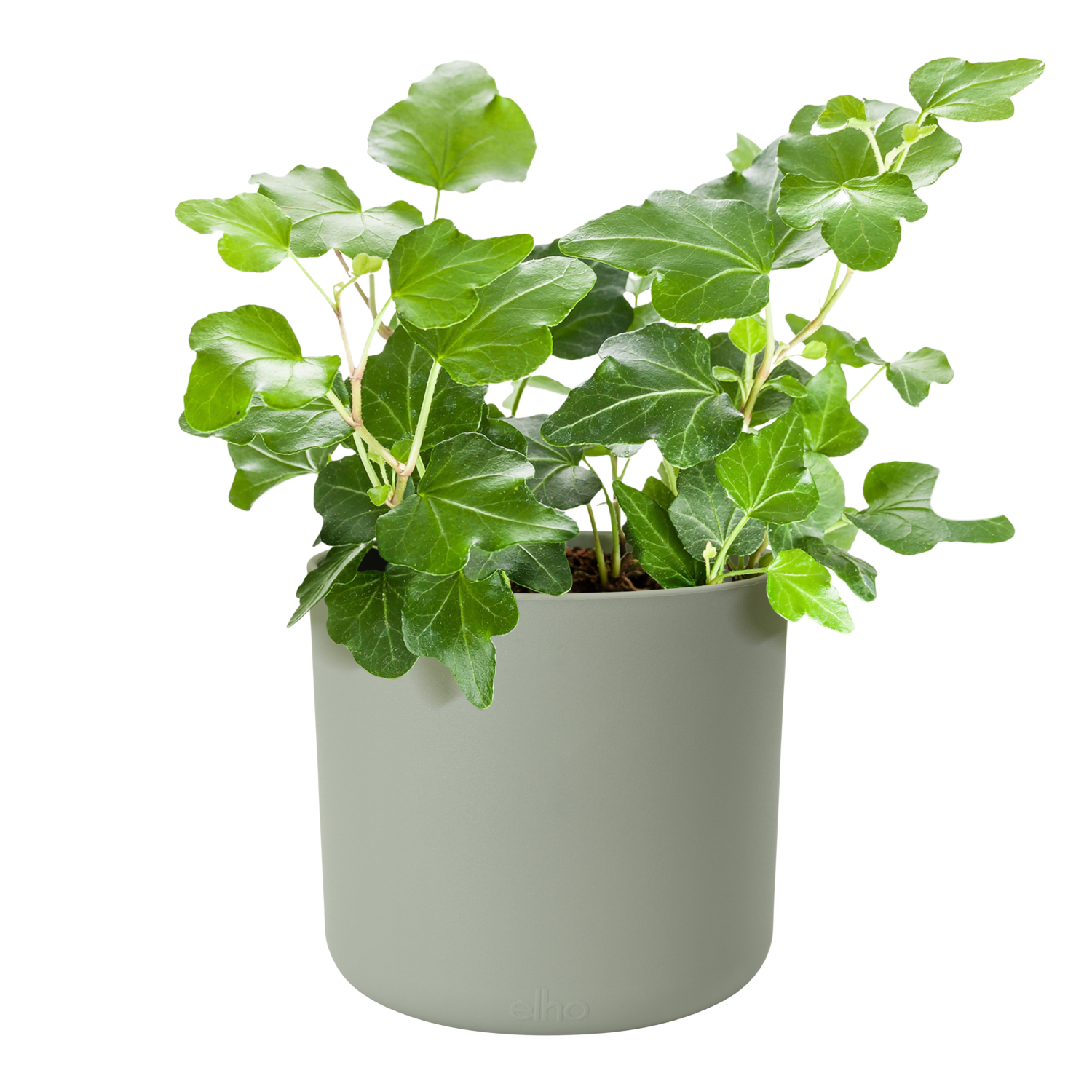 Cache-pot polypropylène ELHO 4121201436700 Diam.14 L.14 x l.13.8 x H.12.5 cm ver - 2