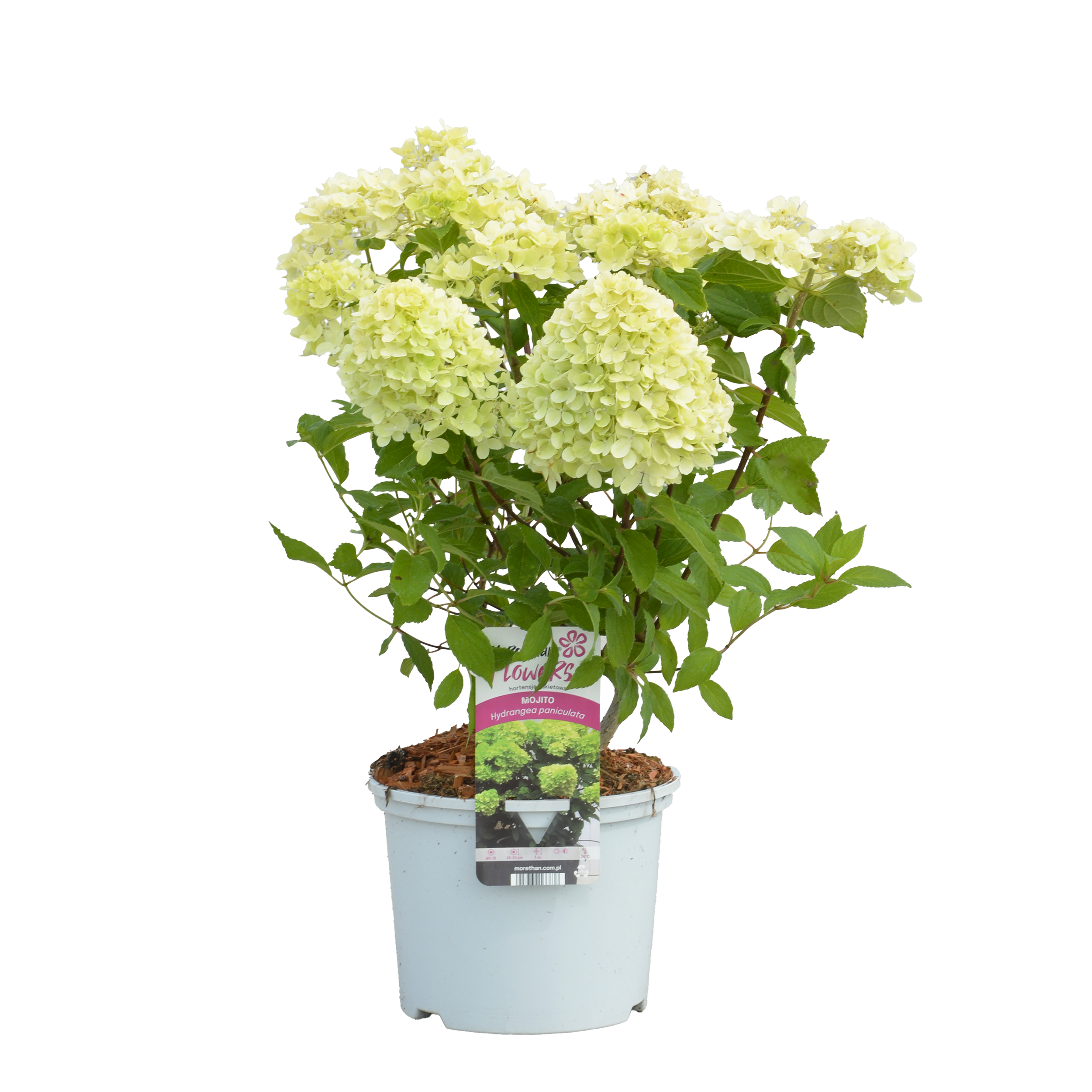 Hortensja bukietowa 60 cm