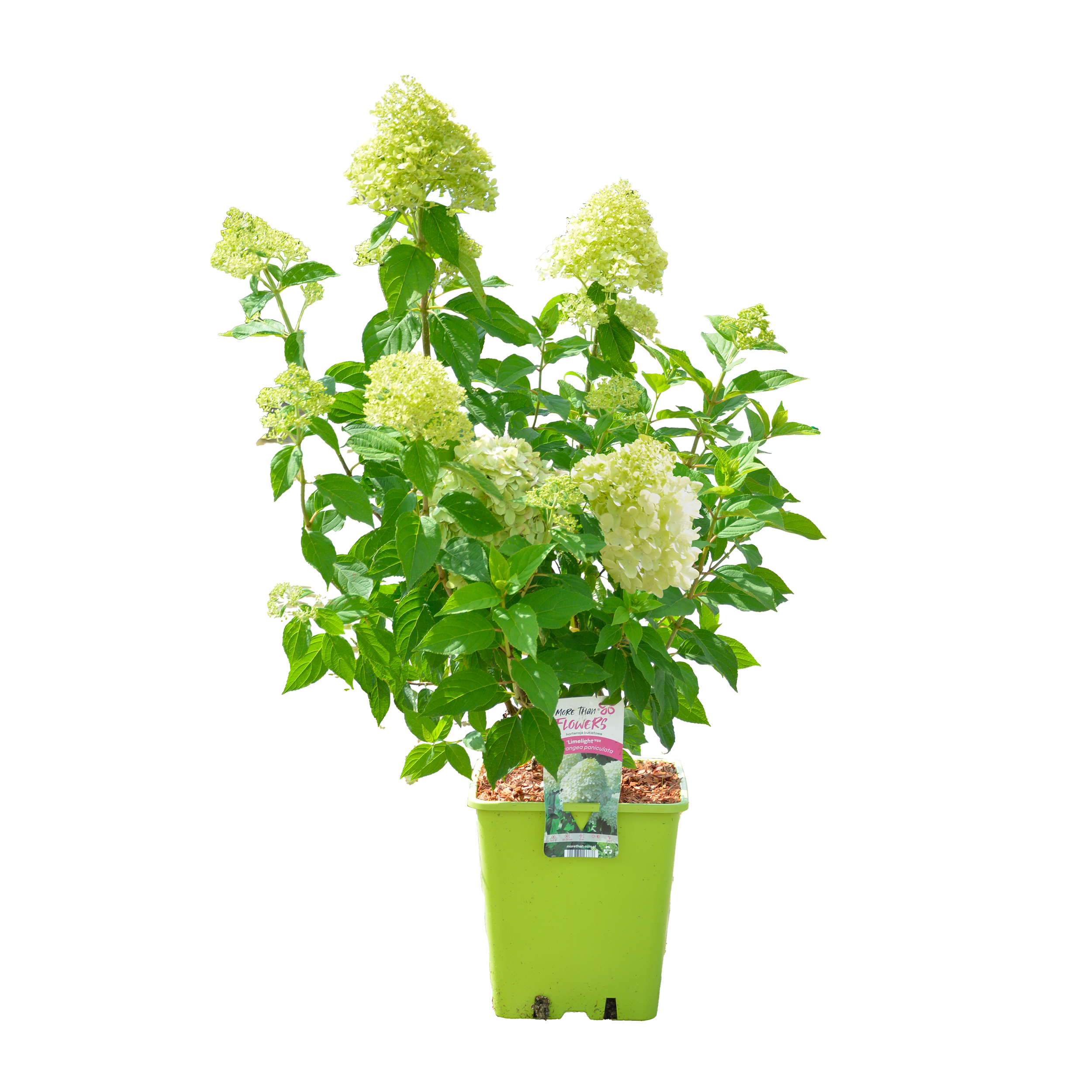 Hortensja bukietowa 70 cm