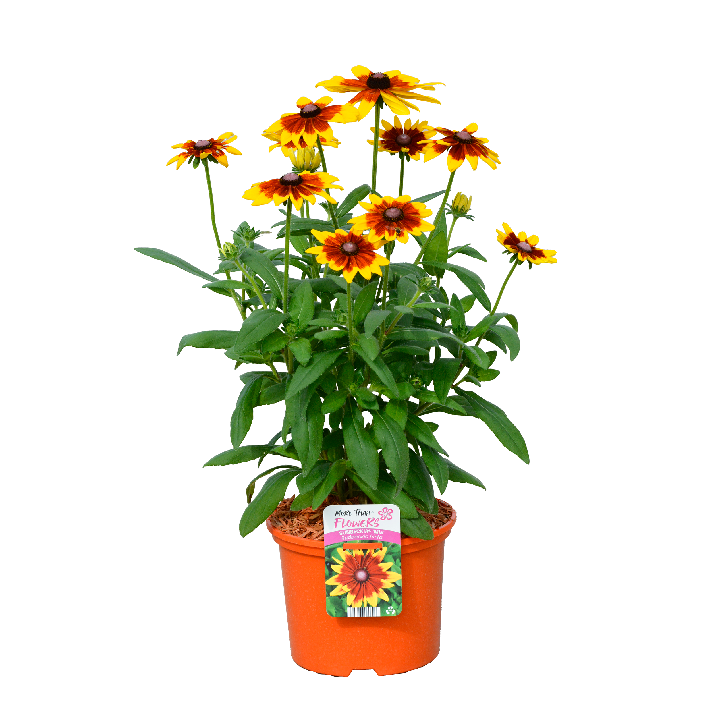 Rudbekia mix kolorów 70 cm