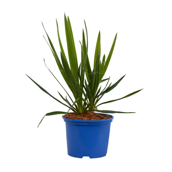 Juka 60 cm 97027526