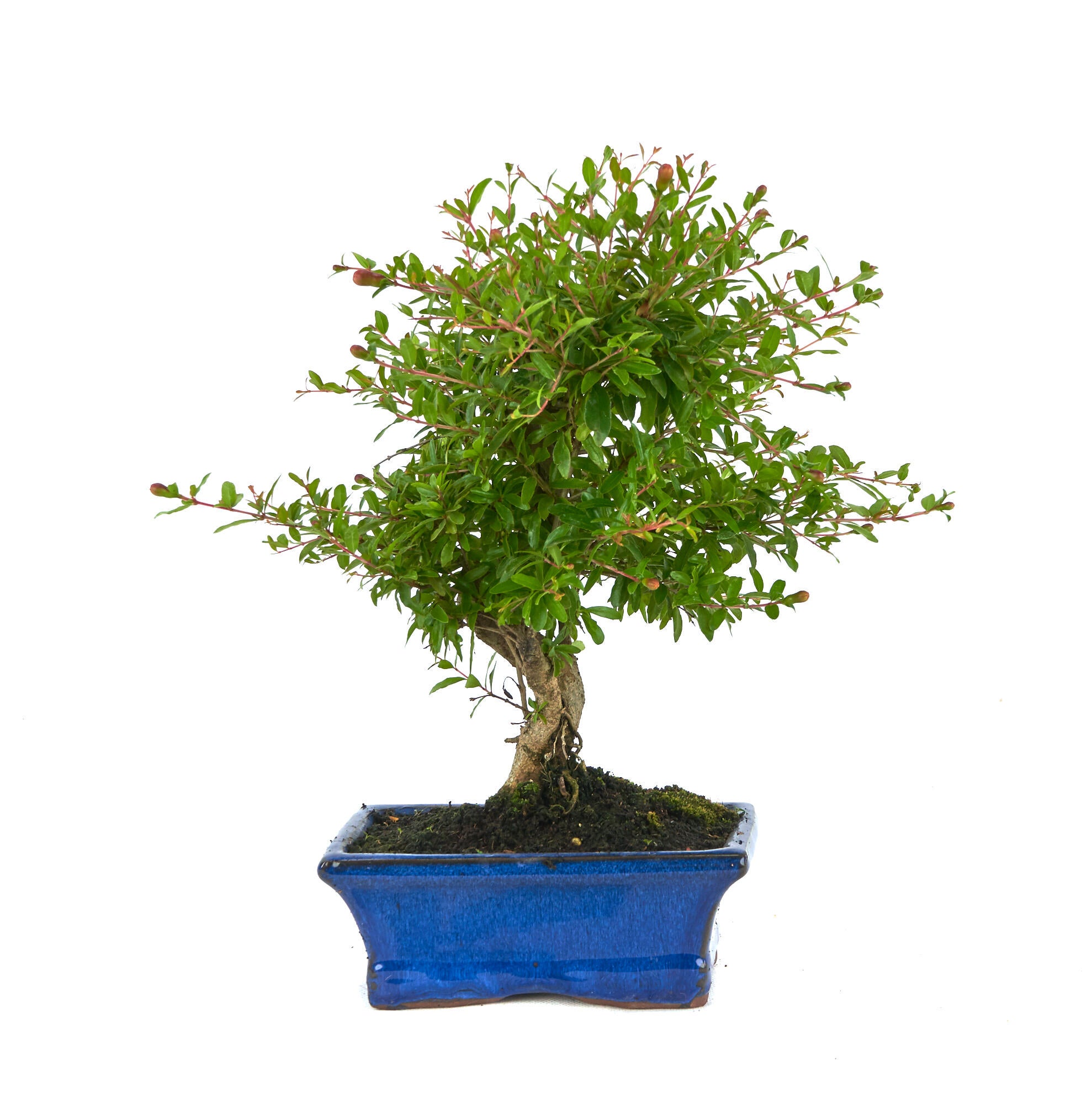 Bonsai Punica Granatum Nana en maceta de 15 cm | Leroy Merlin