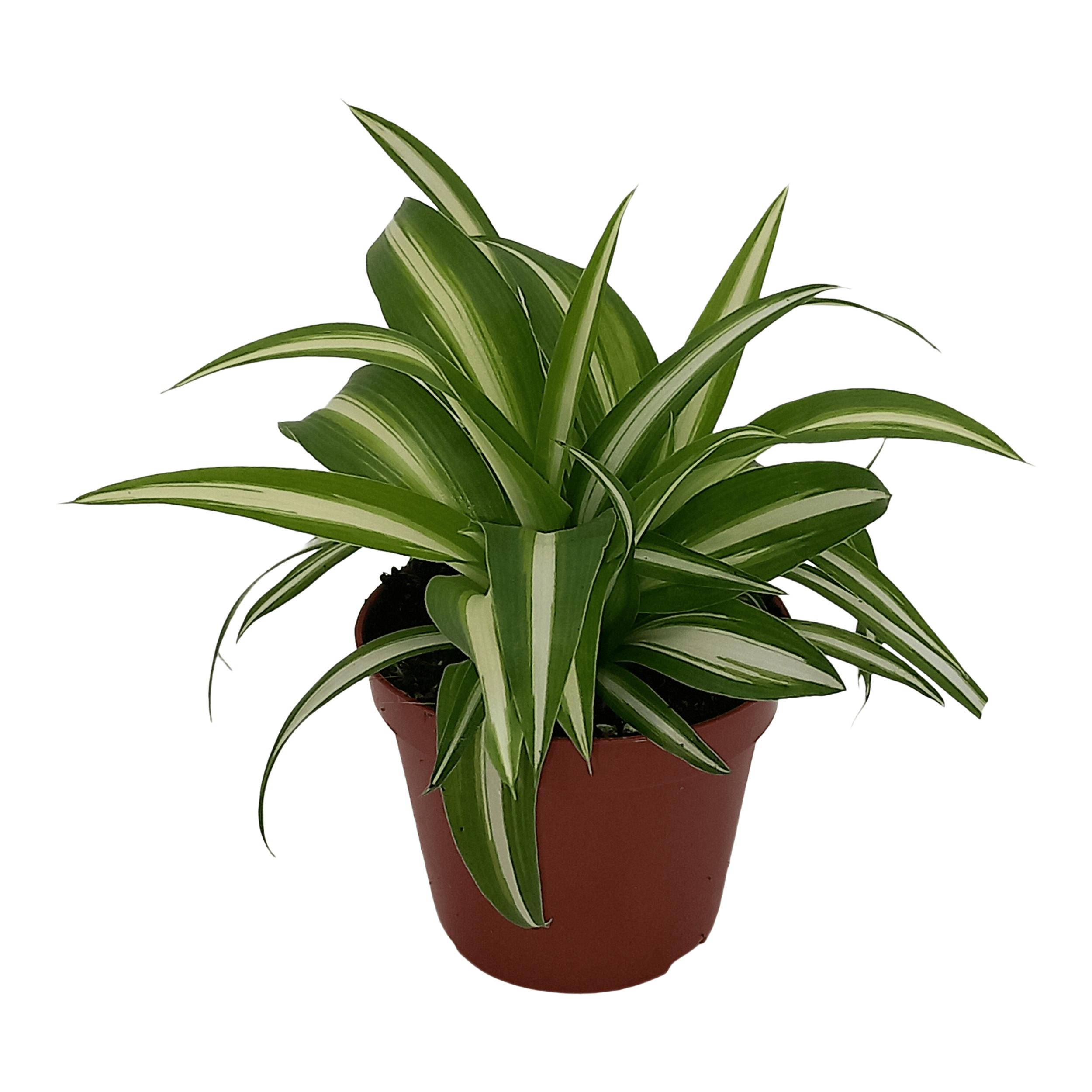 Chlorophytum Variegat 17 cm
