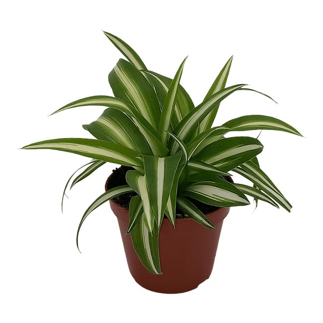 Chlorophytum variegat 17 cm 97121804