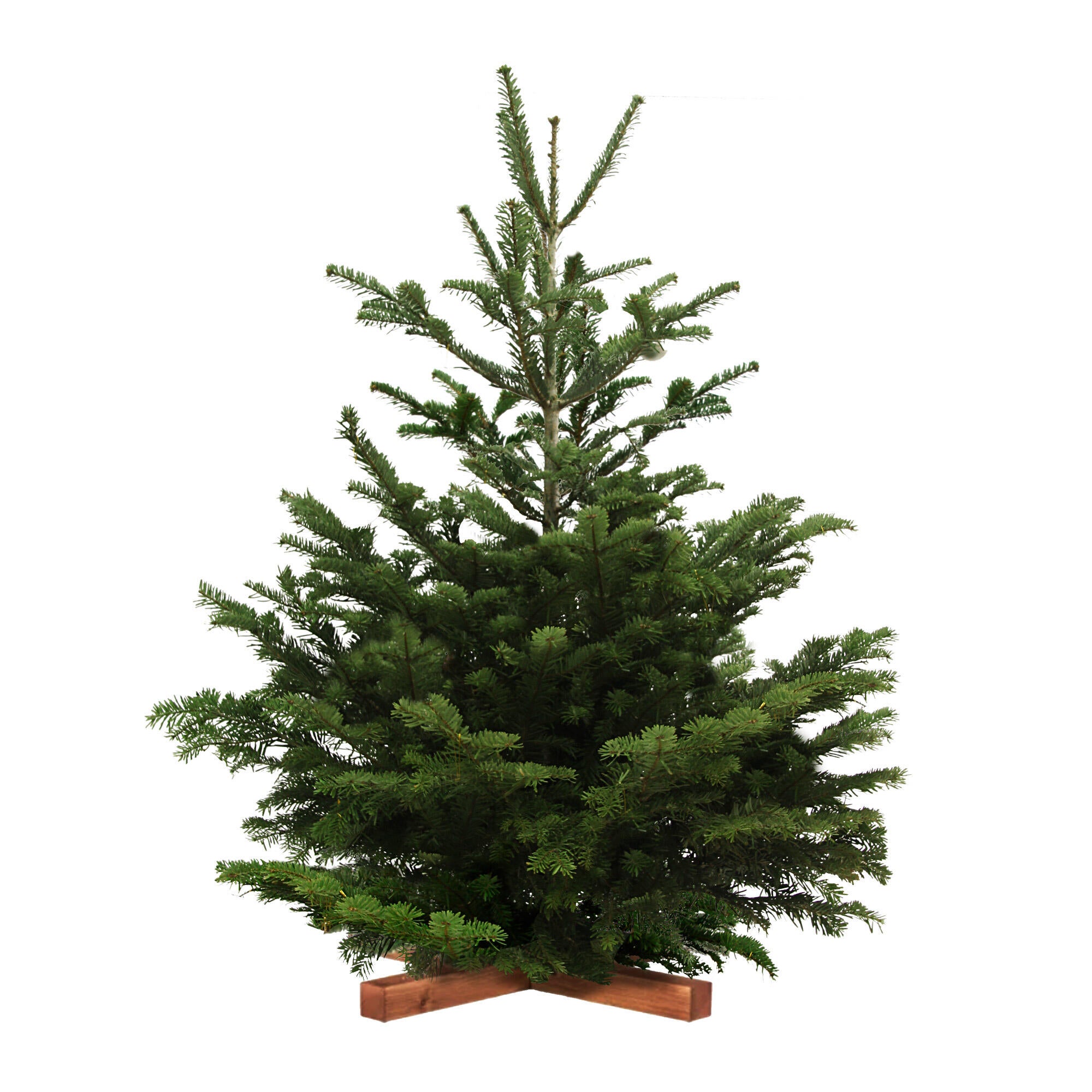 Leroy Merlin Palmera areca en maceta de 24 cm 