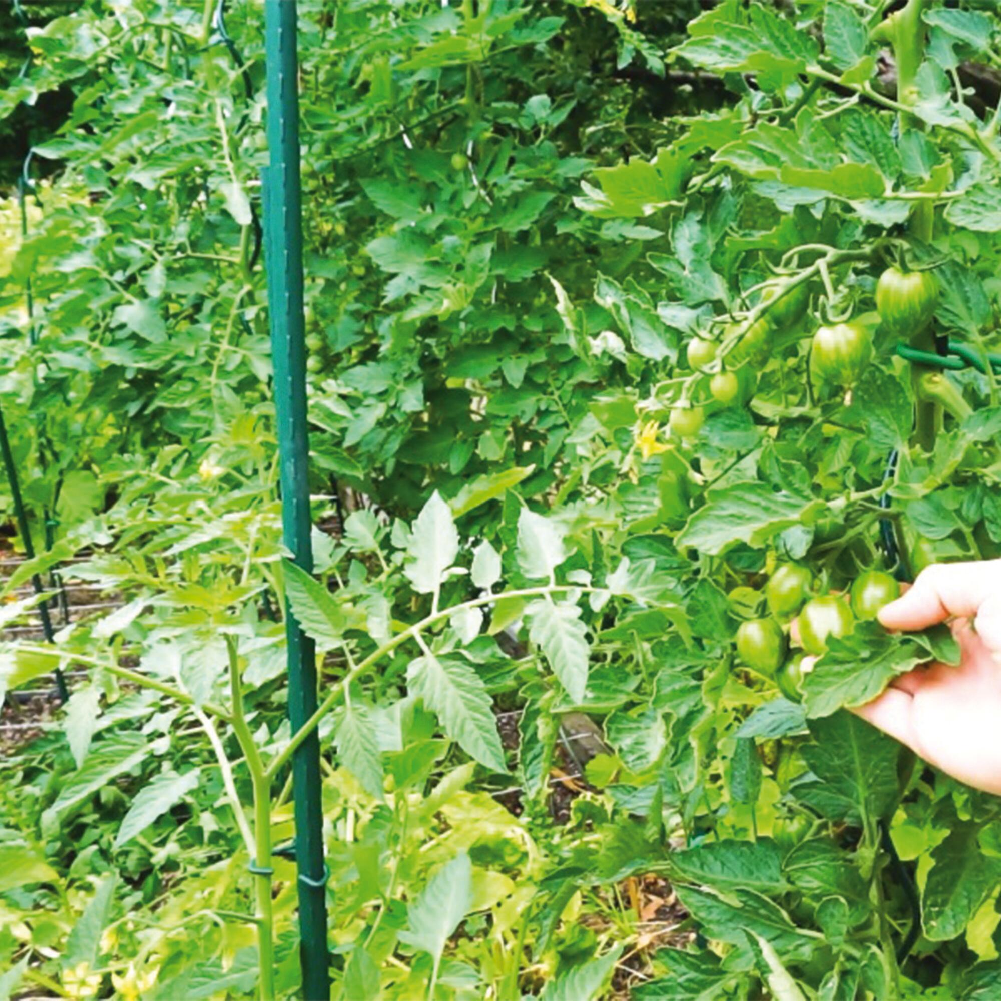 Arac metal, plastifiat, 210 cm, verde