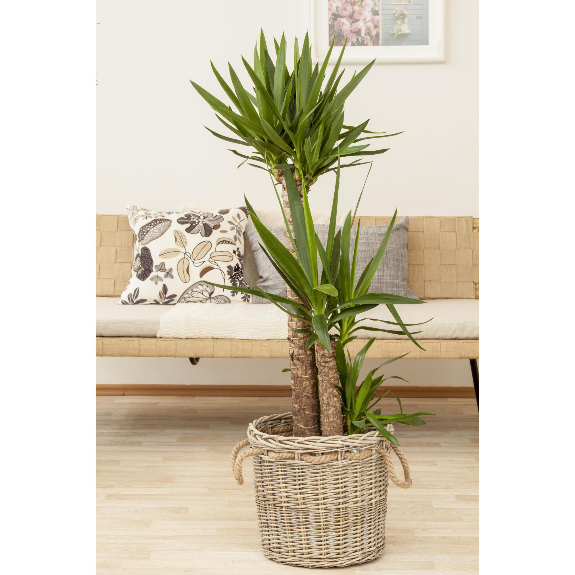 Yucca 90-45-20, D24 cm | Leroy Merlin