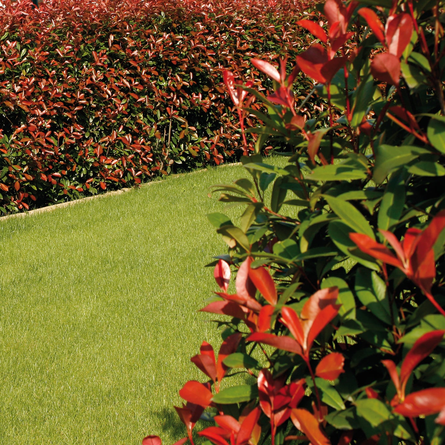 Concime granulato FLORTIS per piante verdi 1 kg - 2