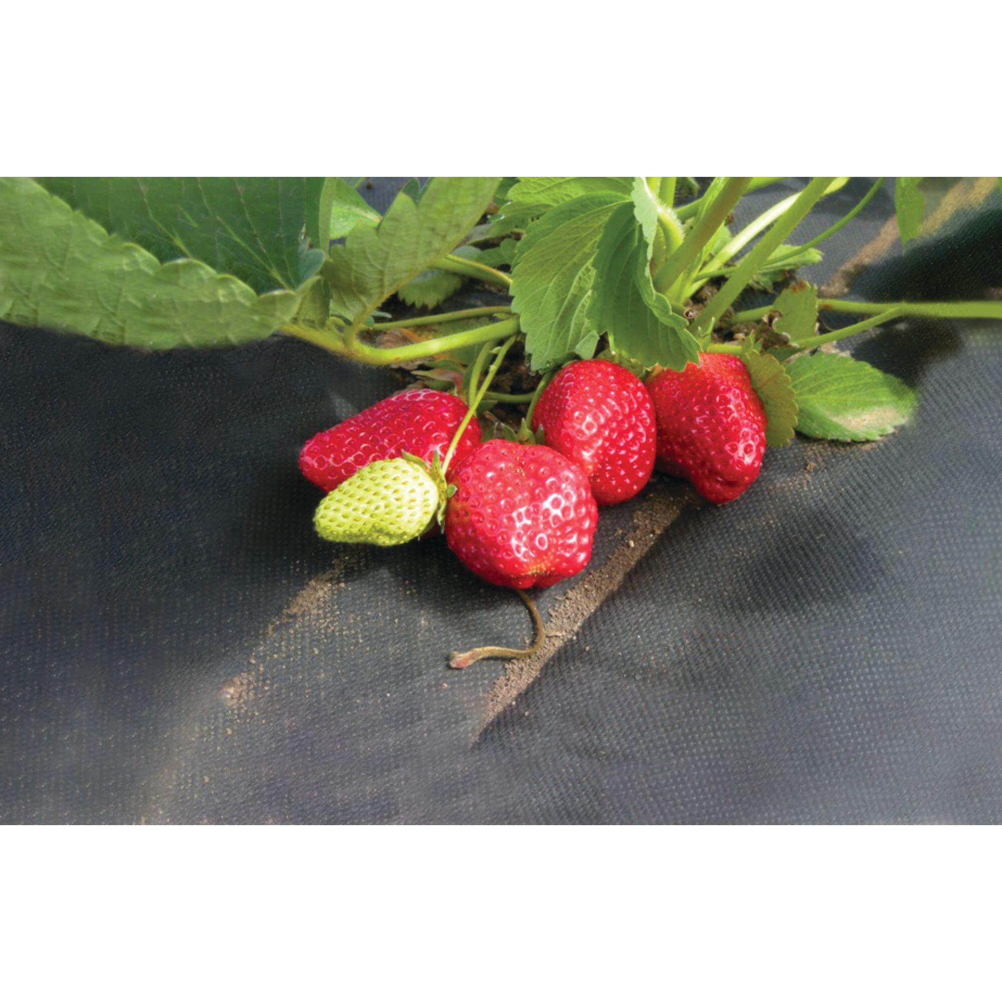 Folie mulcire, polipropilena, 90 g/m², negru, 1.6 m latime, la metru