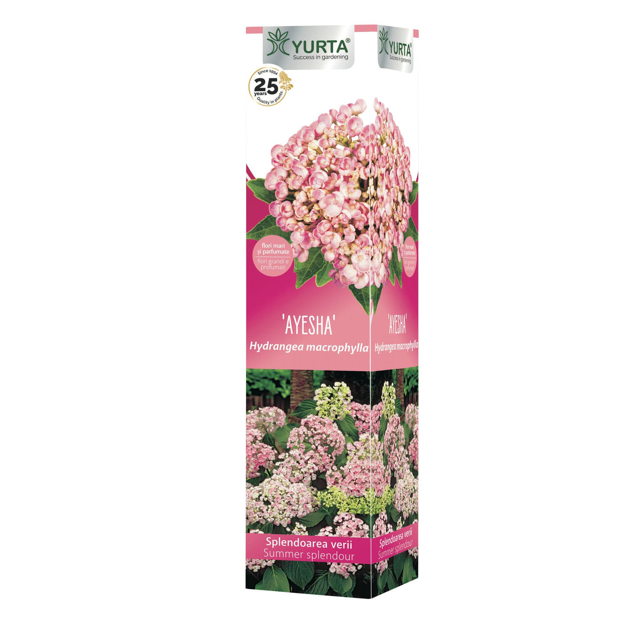 Arbust ornamental cu flori, Hortensia mixt, diverse specii, culori