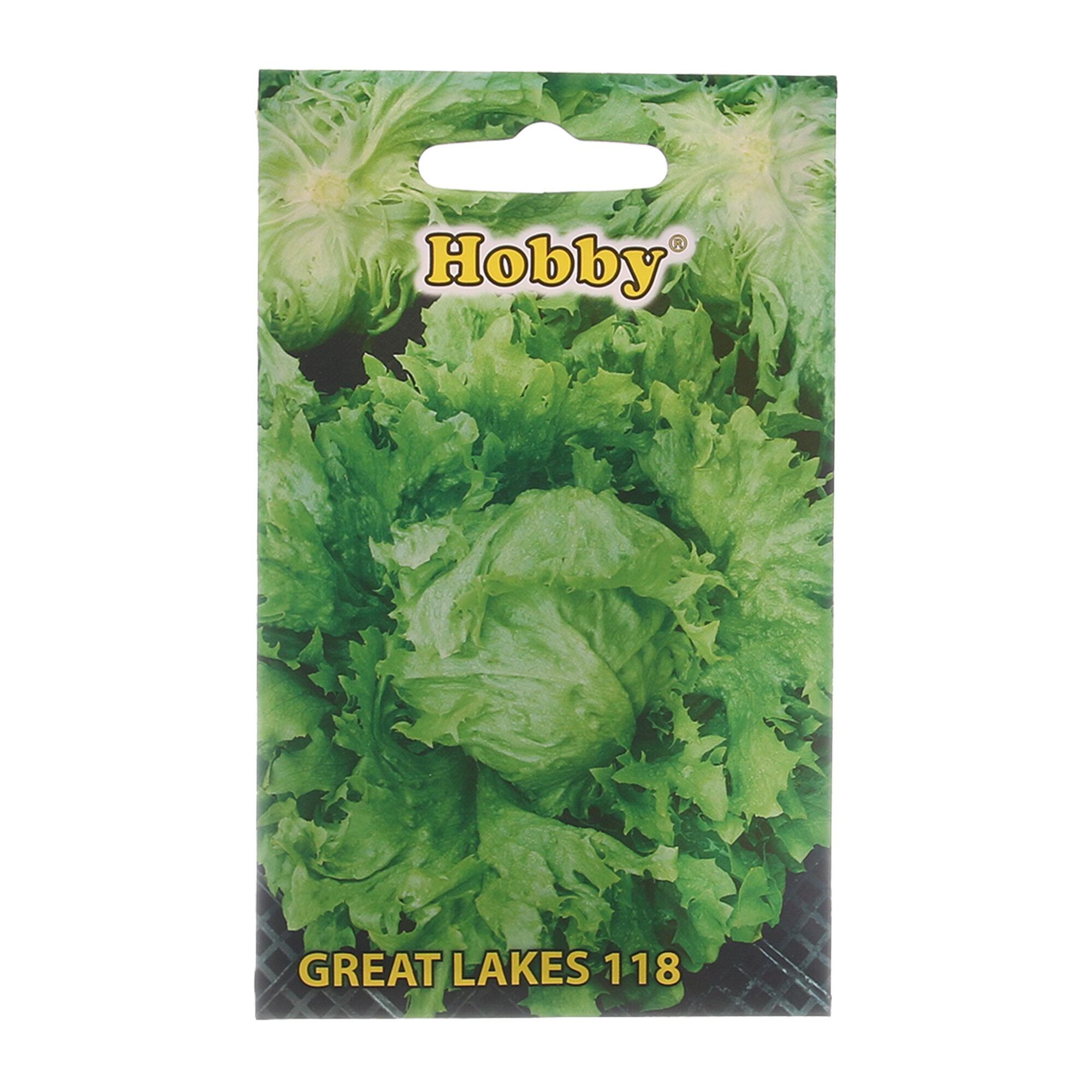 Seminte legume, salata creata Great Lakes, Hobby