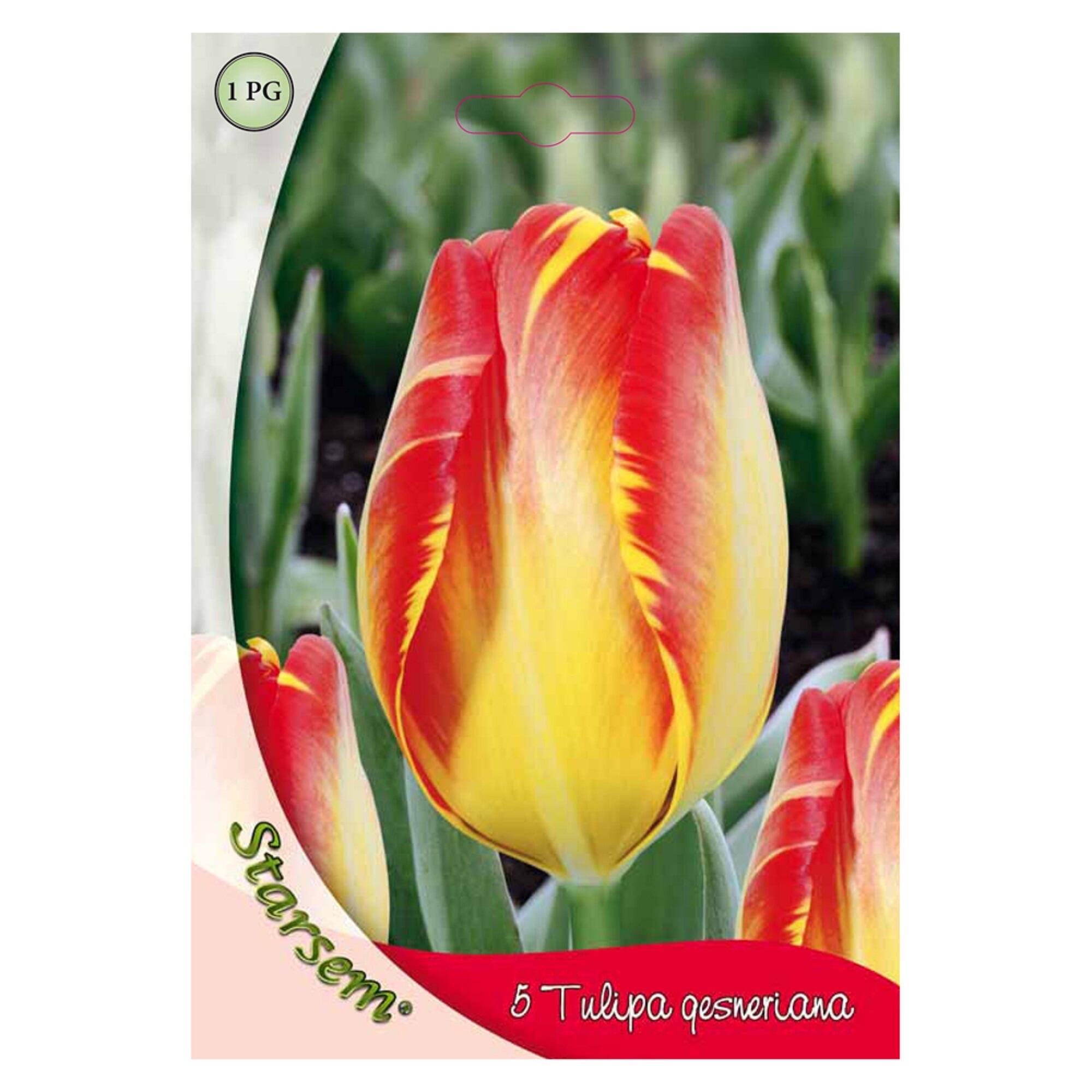 Bulbi lalea Gesneriana, Starsem, galben/rosu (5 buc)