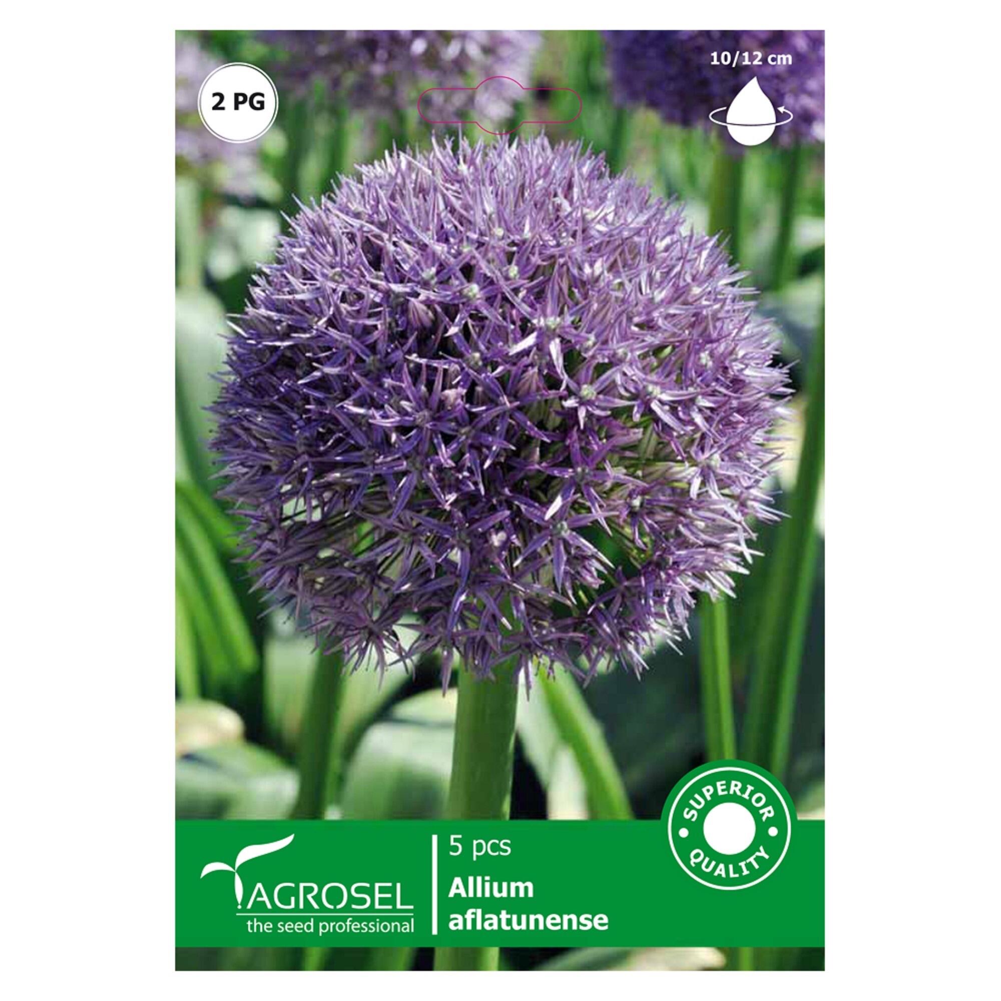 Bulbi ceapa decorativa Aflatunense, Agrosel, mov (5 buc)
