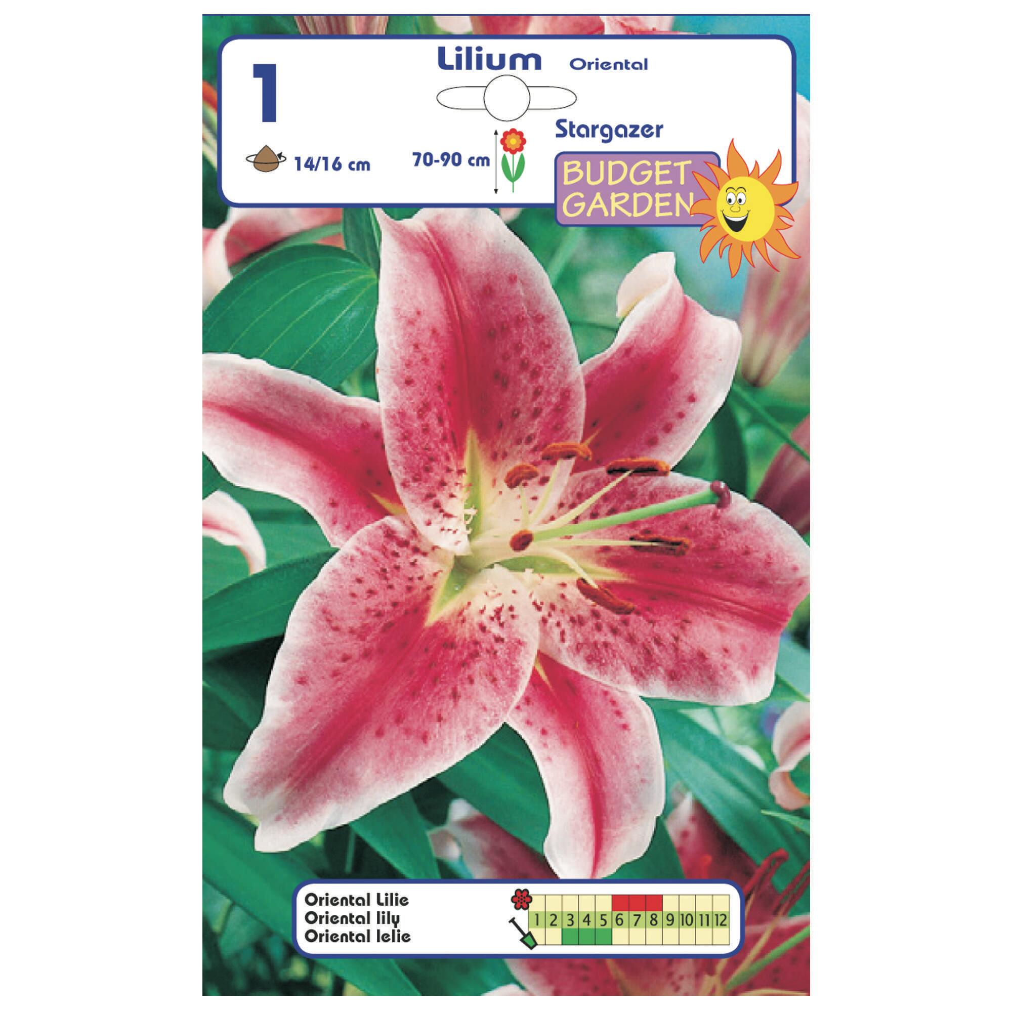 Crin Roz Bulb crin Oriental, roz | Leroy Merlin