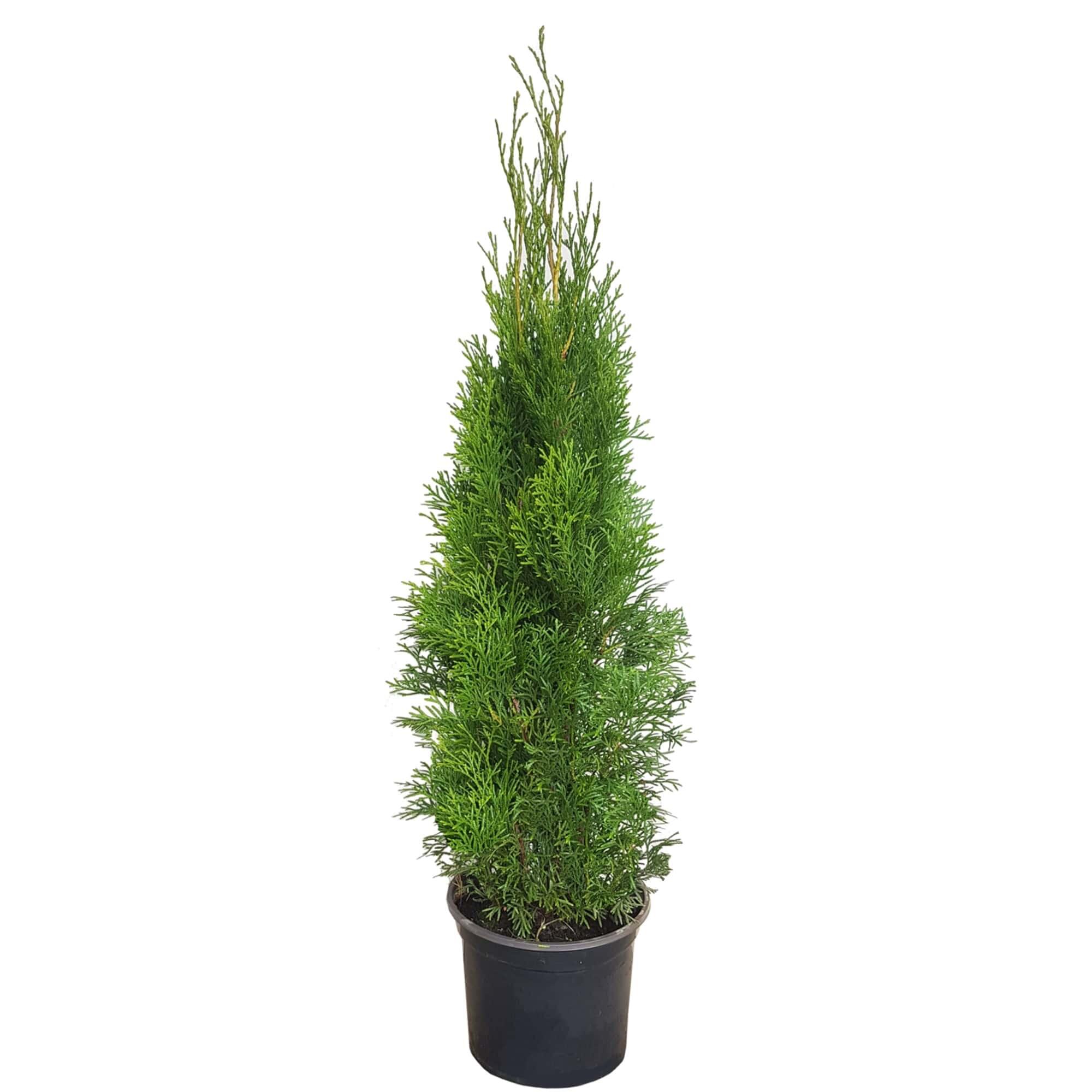 Conifer decorativ Thuja Smaragd, crescut in ghiveci, H 60 - 80 cm