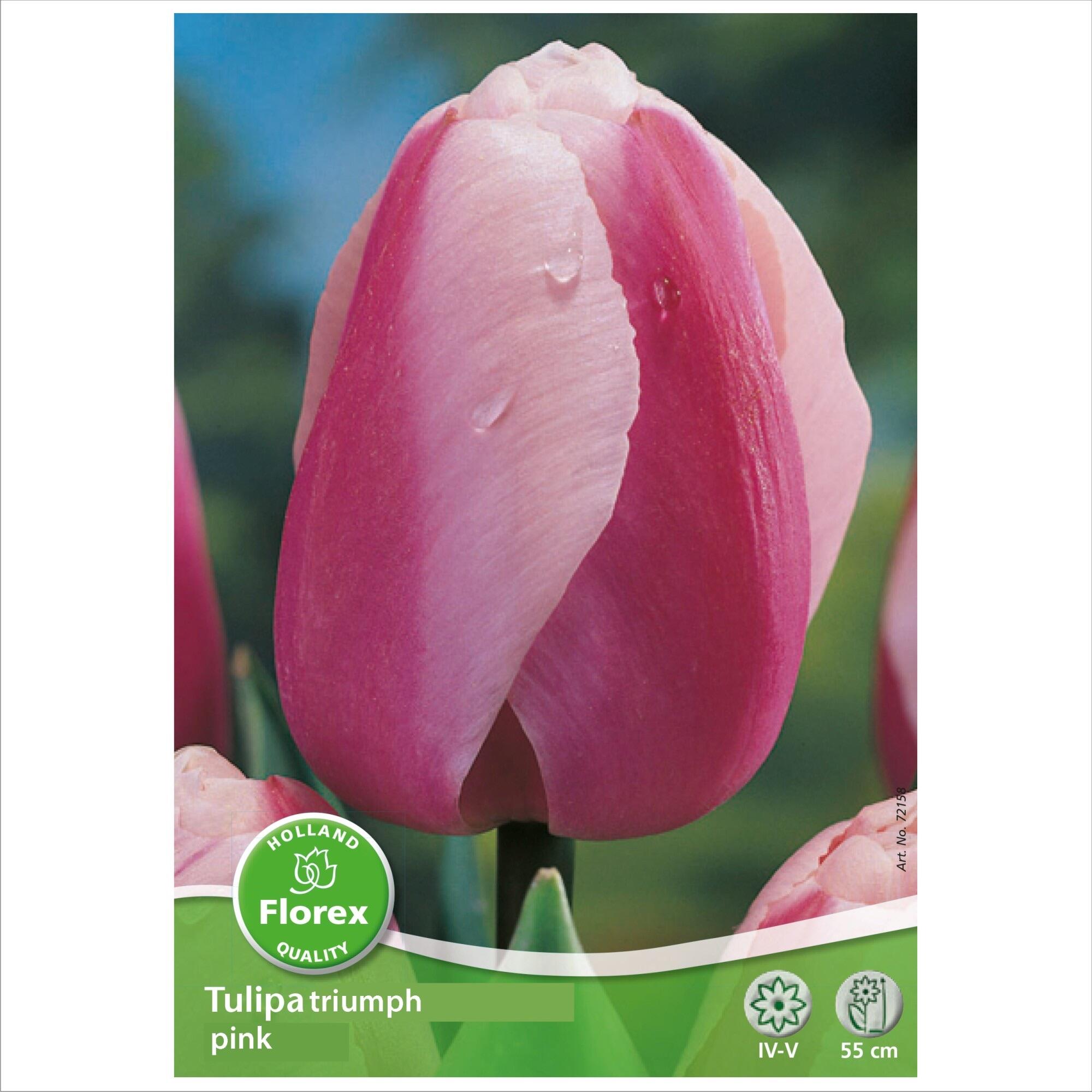 Bulbi lalea Triumph, Florex, roz (4 buc) | Leroy Merlin