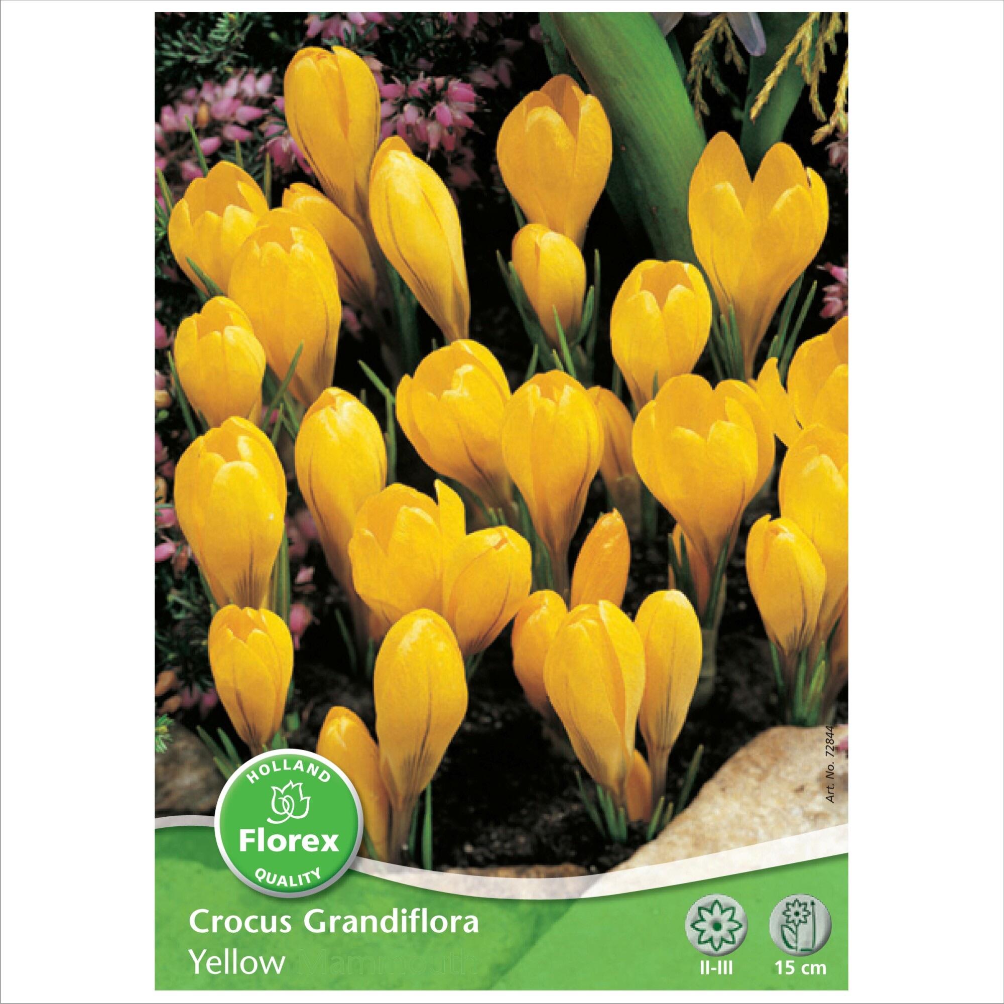 Bulbi brandusa Grandiflora, Florex, (5 buc)