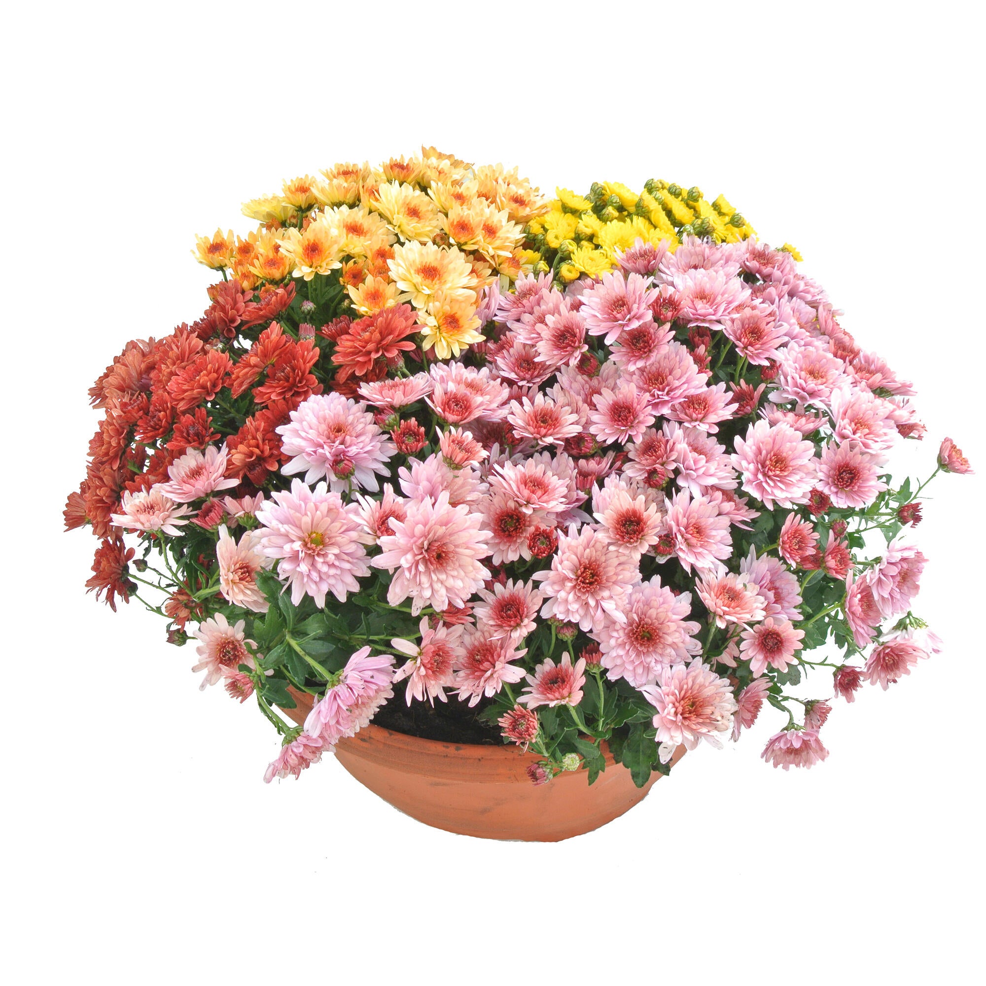 Planta de exterior cu flori Crizantema, H < 50 cm, Ø 30 cm, diverse specii si culori