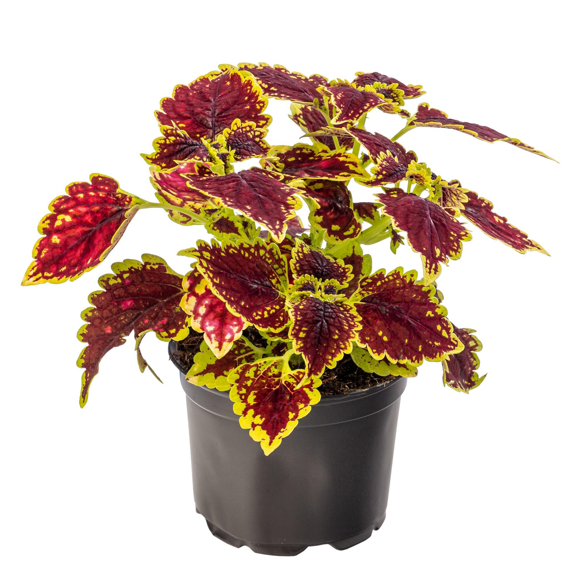 Planta verde Coleus, H 16 - 30 cm, Ø ghiveci 12 cm, diverse specii