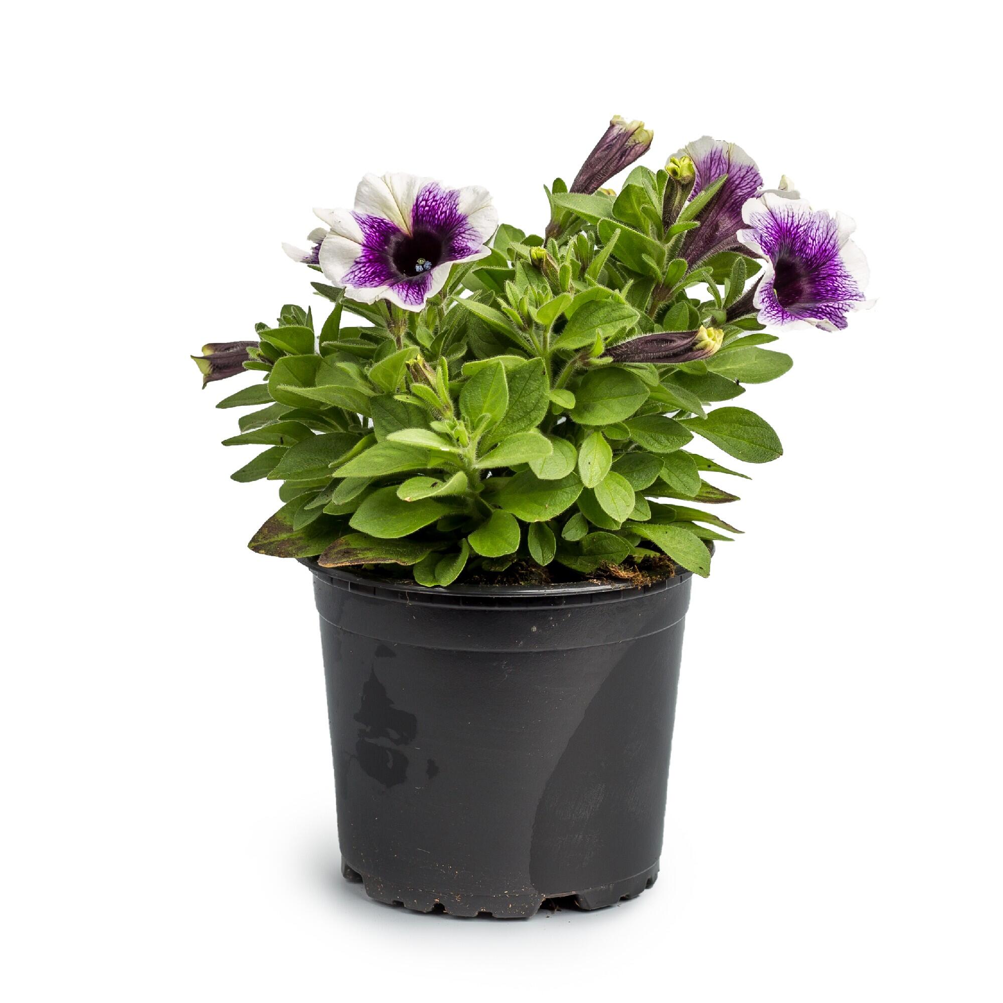 Planta de exterior cu flori Petunia curgatoare, H < 50 cm, Ø 12 cm, diverse specii si culori