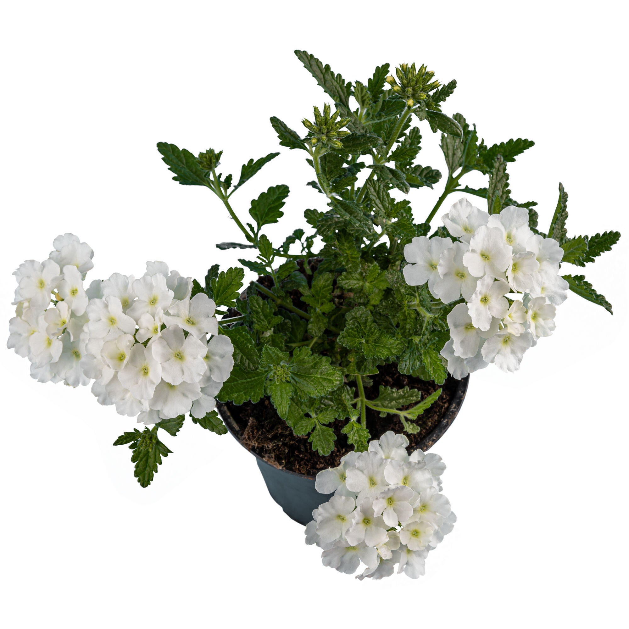 Planta exterior, Verbena, Ø ghiveci 12 cm